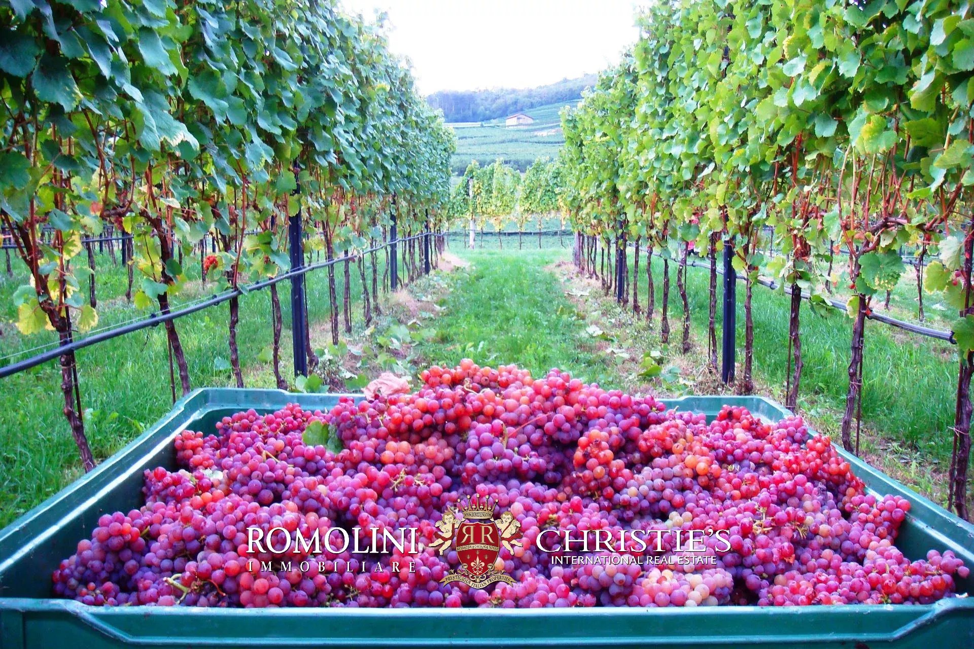 5 Bedroom Vineyard's Image 4