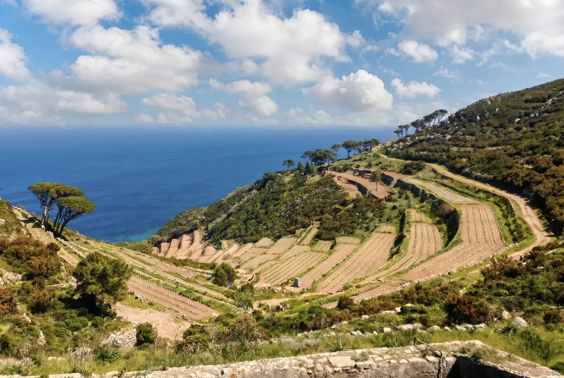 AZIENDA AGRICOLA VITIVINICOLA VISTA MARE IN VENDITA A CAPRAIA, ARCIPELAGO TOSCANO