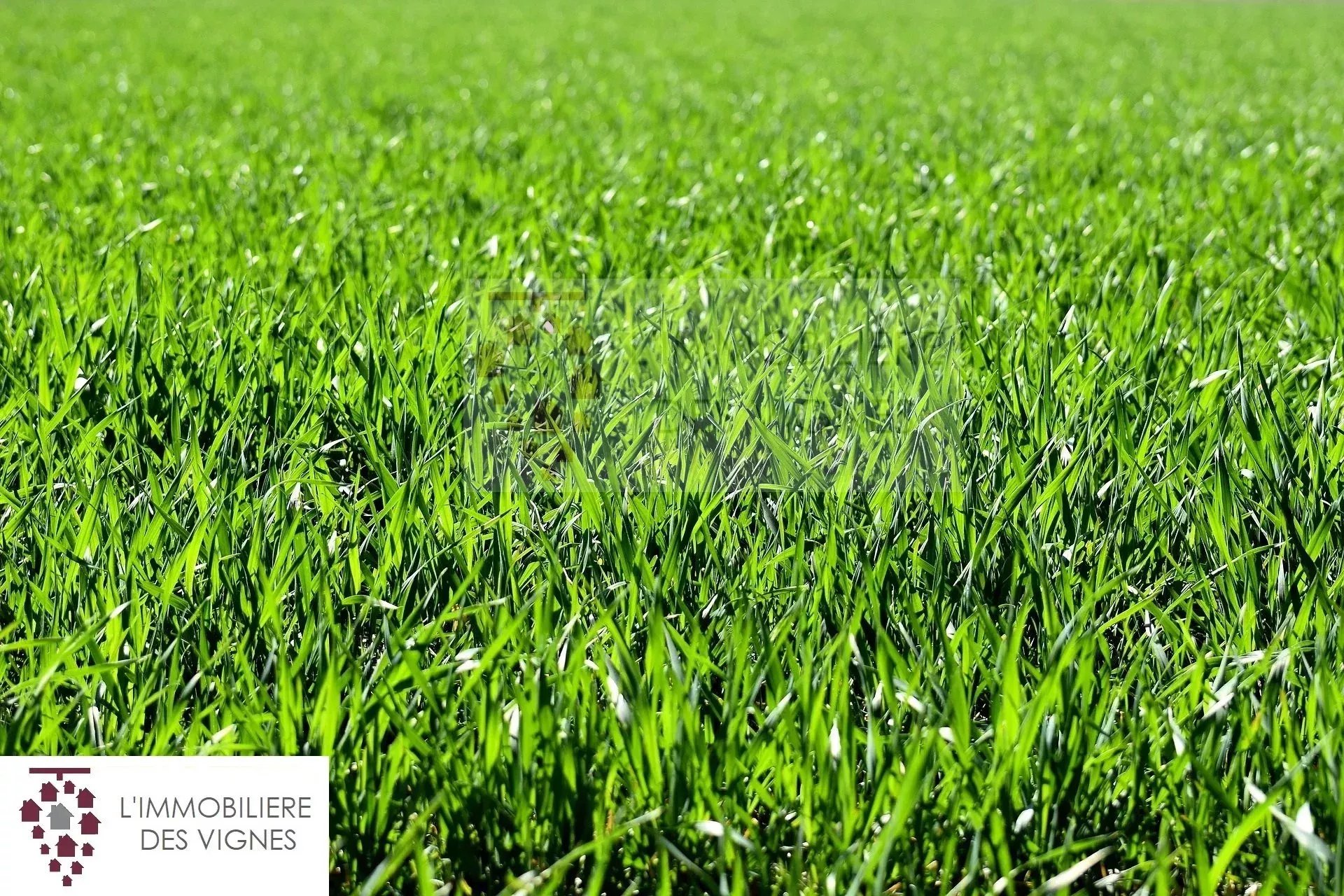 Agence immobilière de L'Immobilière des vignes