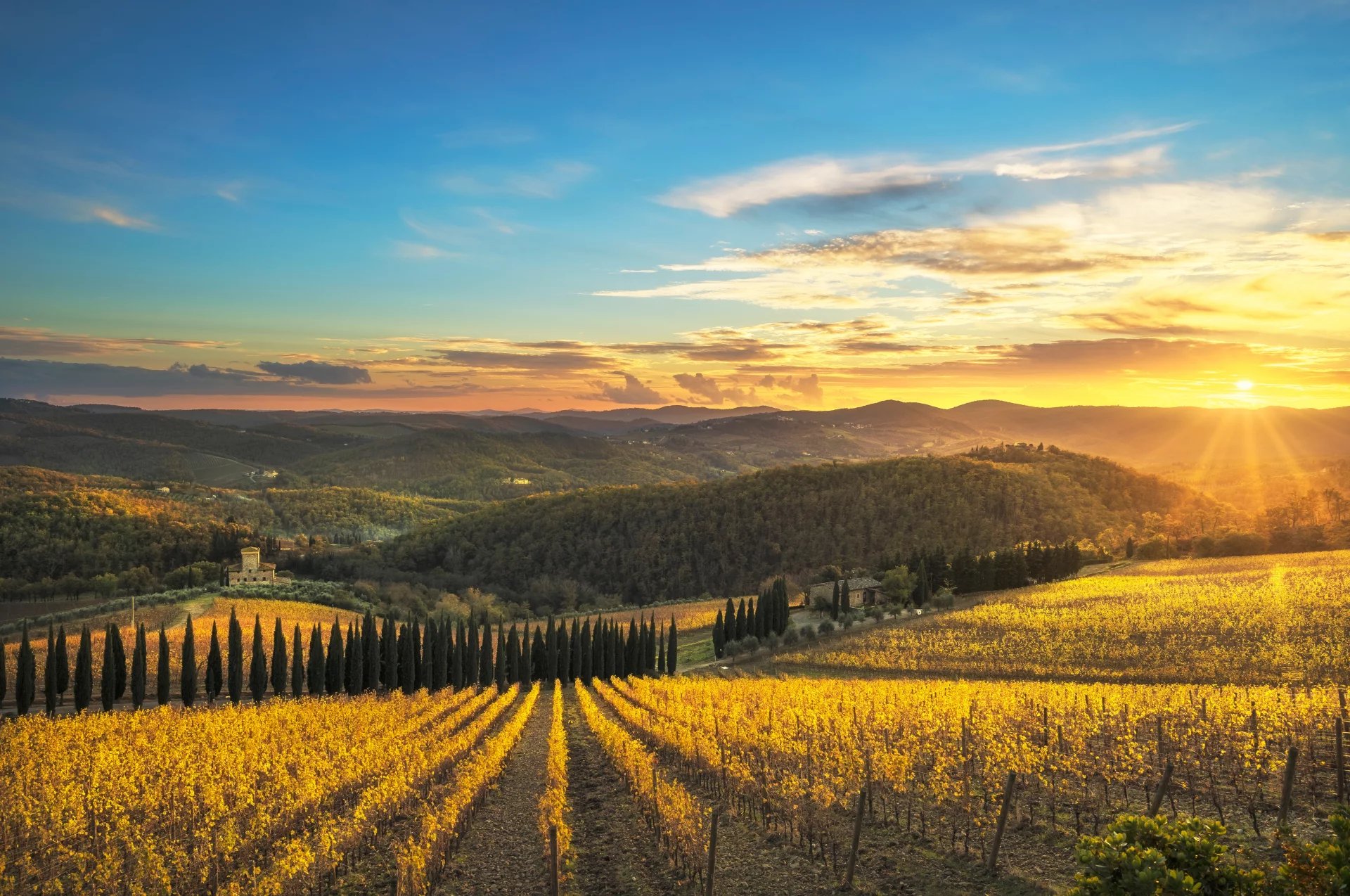 rural,panoramic,vineyards,scenic,farmland,view,leaves,golden,farm,season,winery,vine,radda,panorama,field,plant,hills,autumn,wine,siena,tuscany,florence,scenery,agriculture,rolling,vineyard,fall,tosca