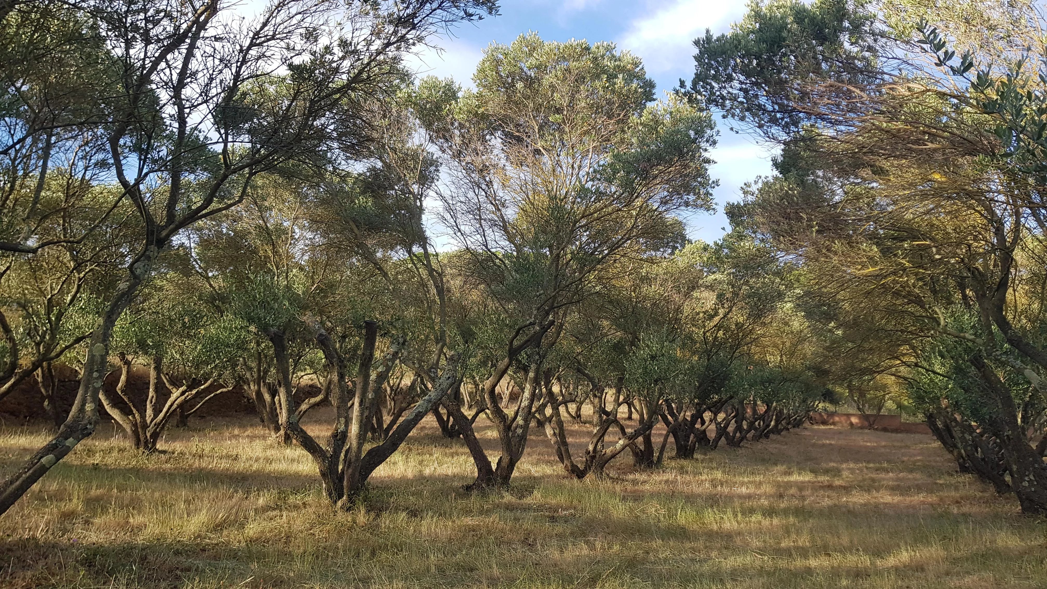 Propriété à vendre Bizanet, Aude