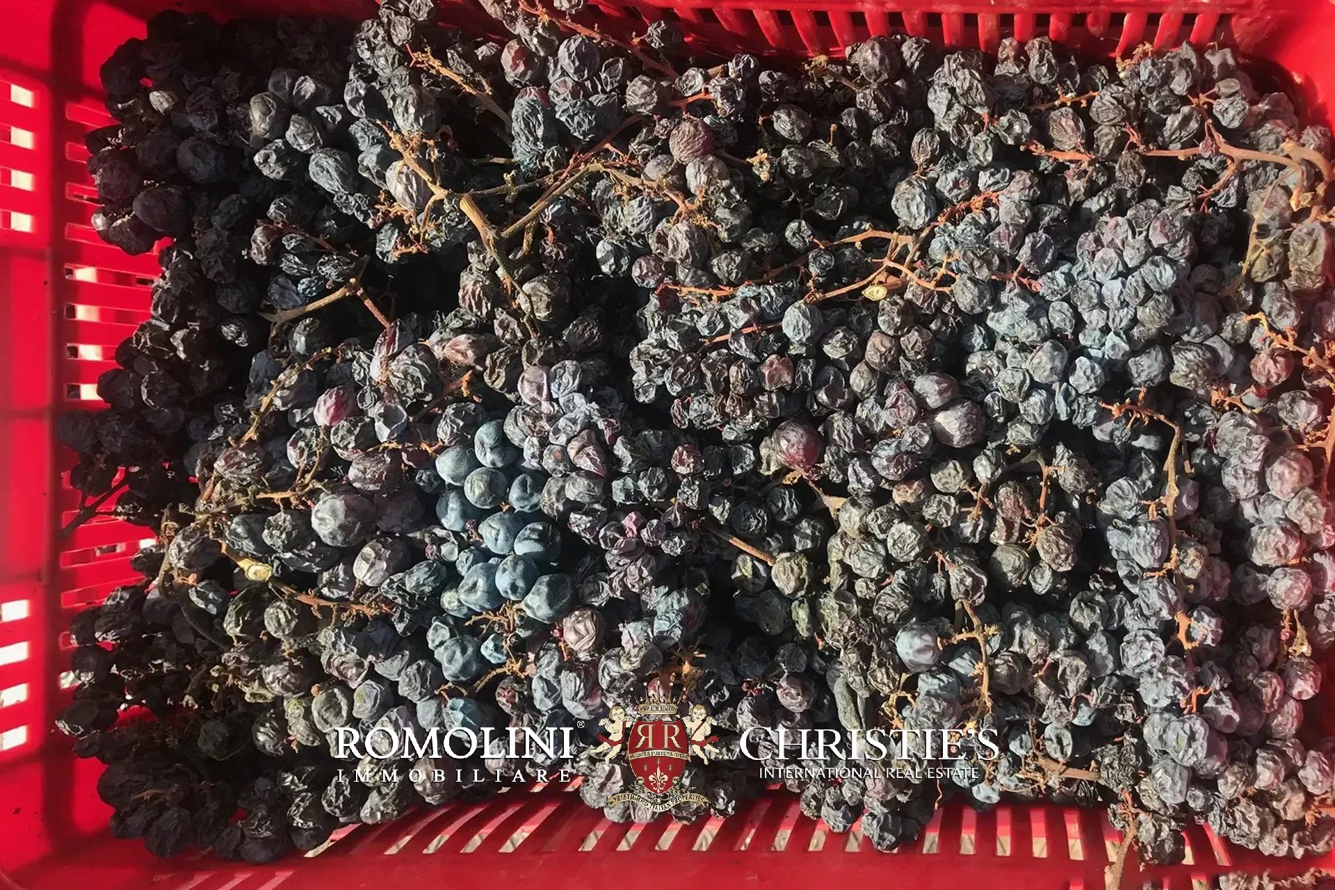 Vineyard's Image 40