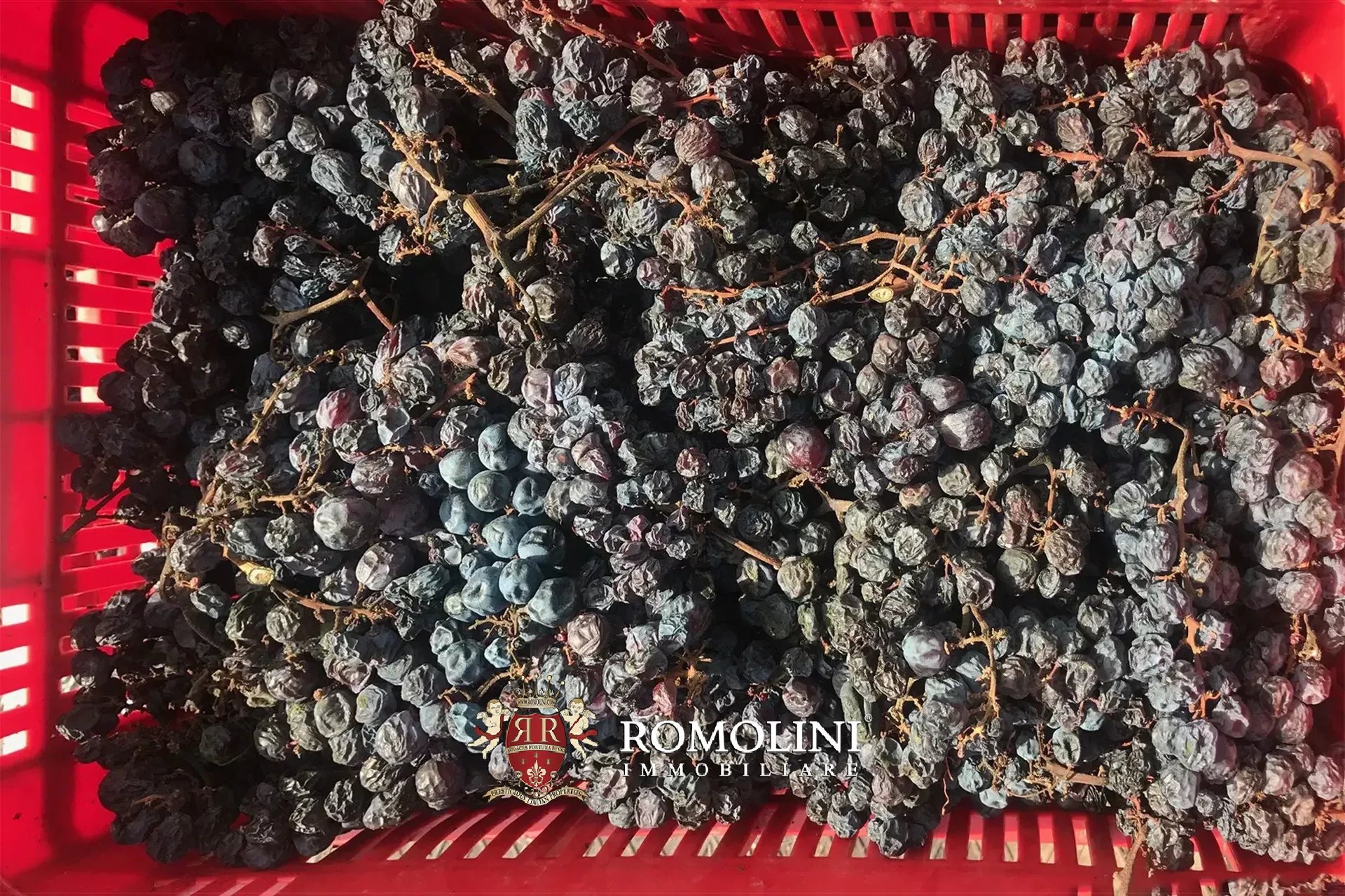 Vineyard's Image 40