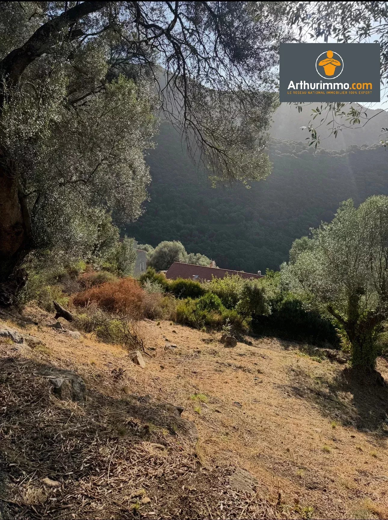 RARE À LA VENTE - TERRAIN CONSTRUCTIBLE OLMETO - Photo 3