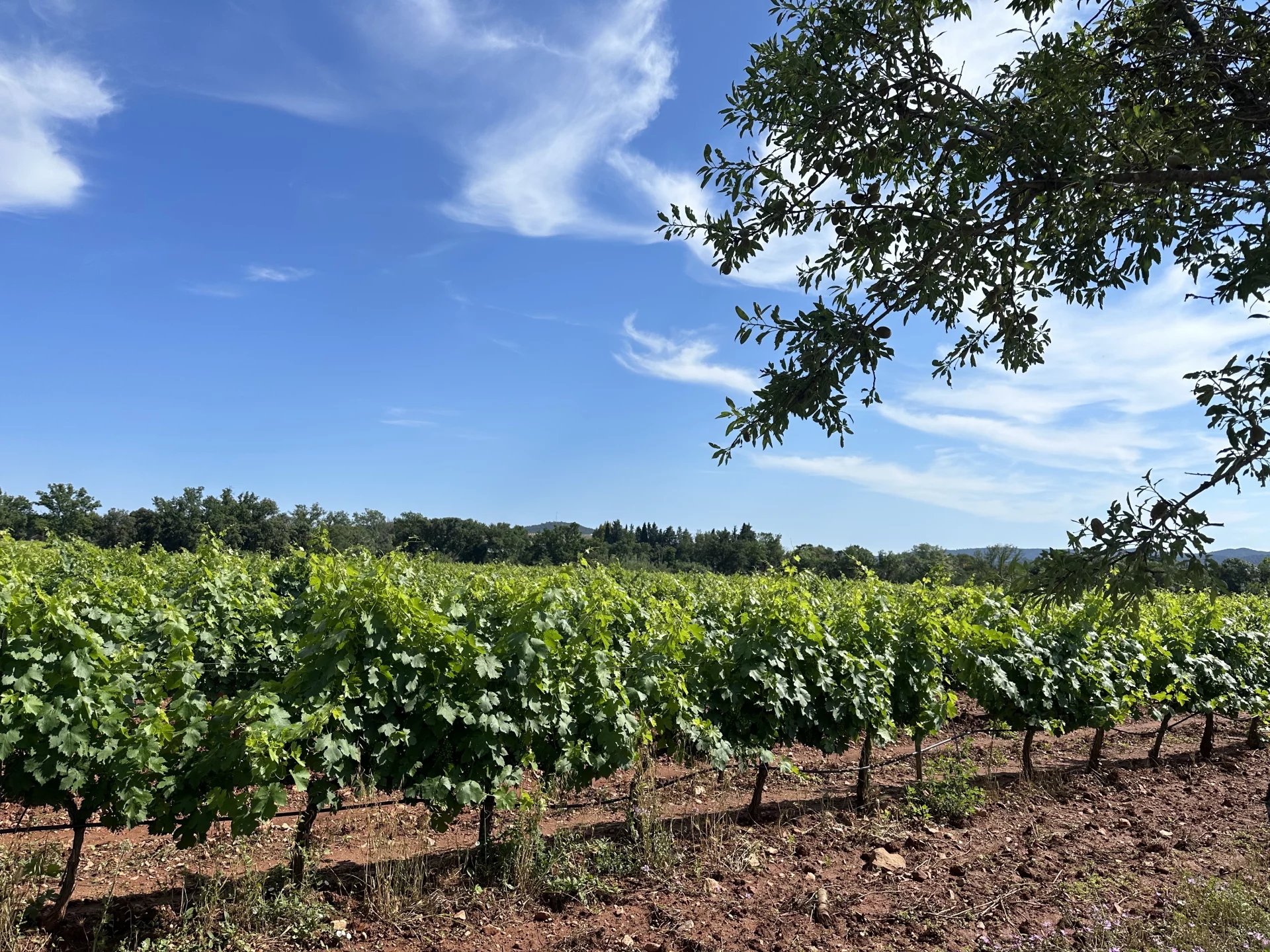 Sale Vineyard property Pierrefeu-du-Var