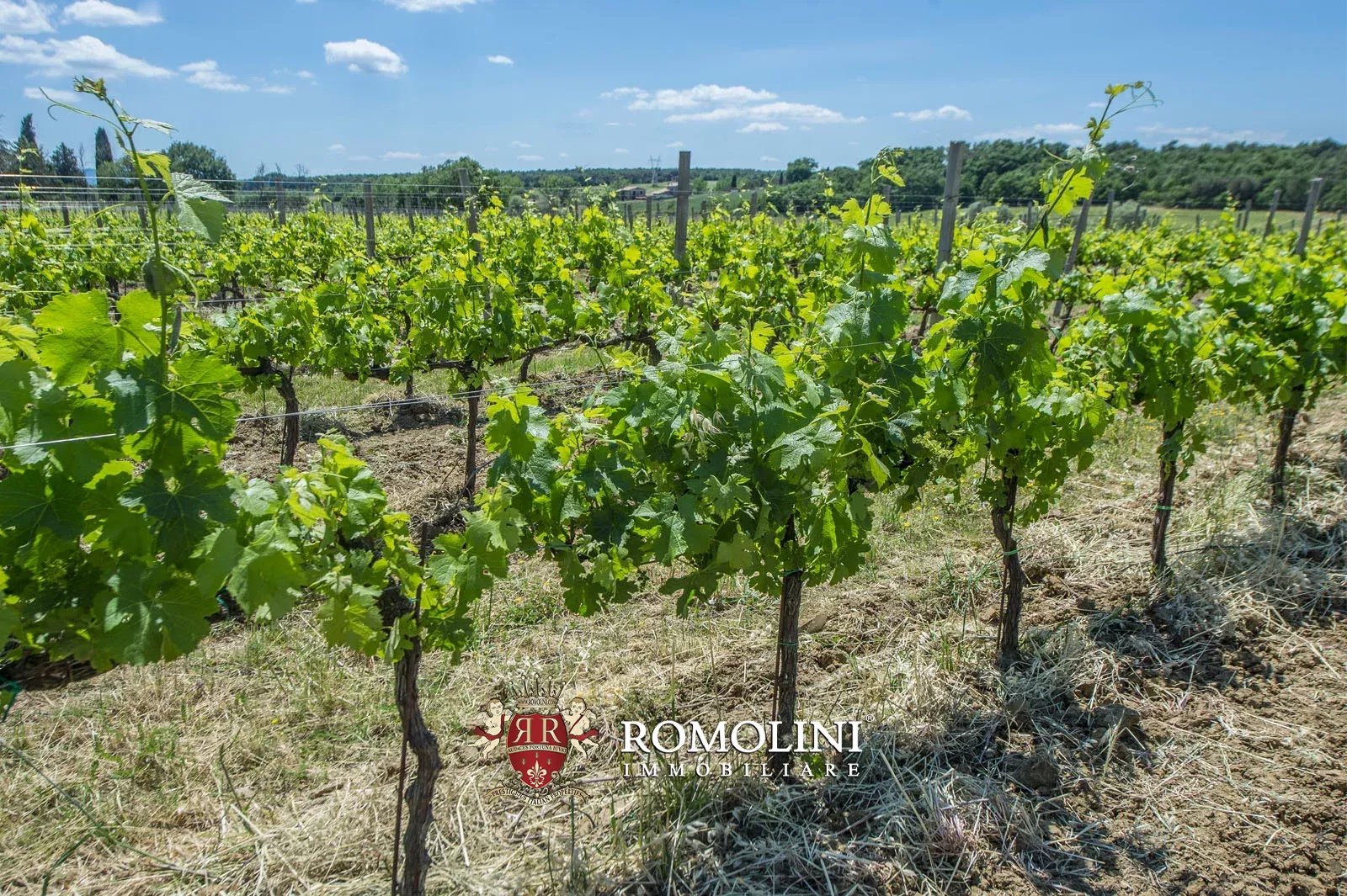 7 Bedroom Vineyard's Image 16