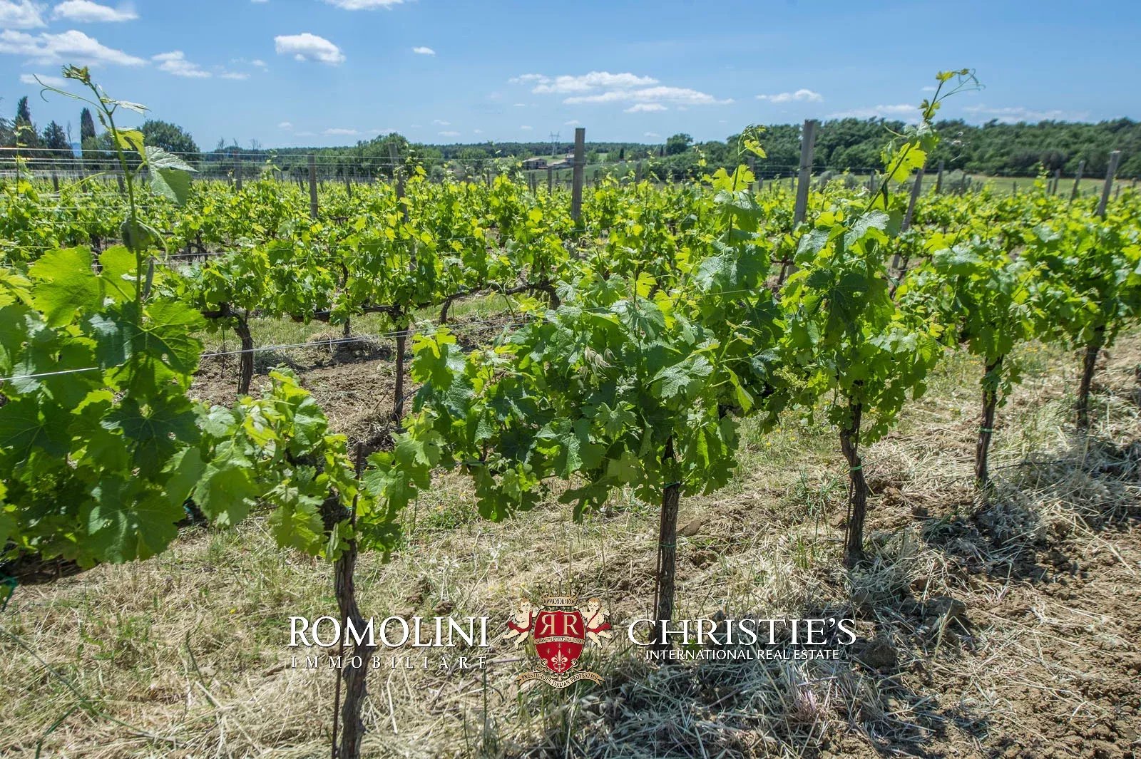 7 Bedroom Vineyard's Image 16