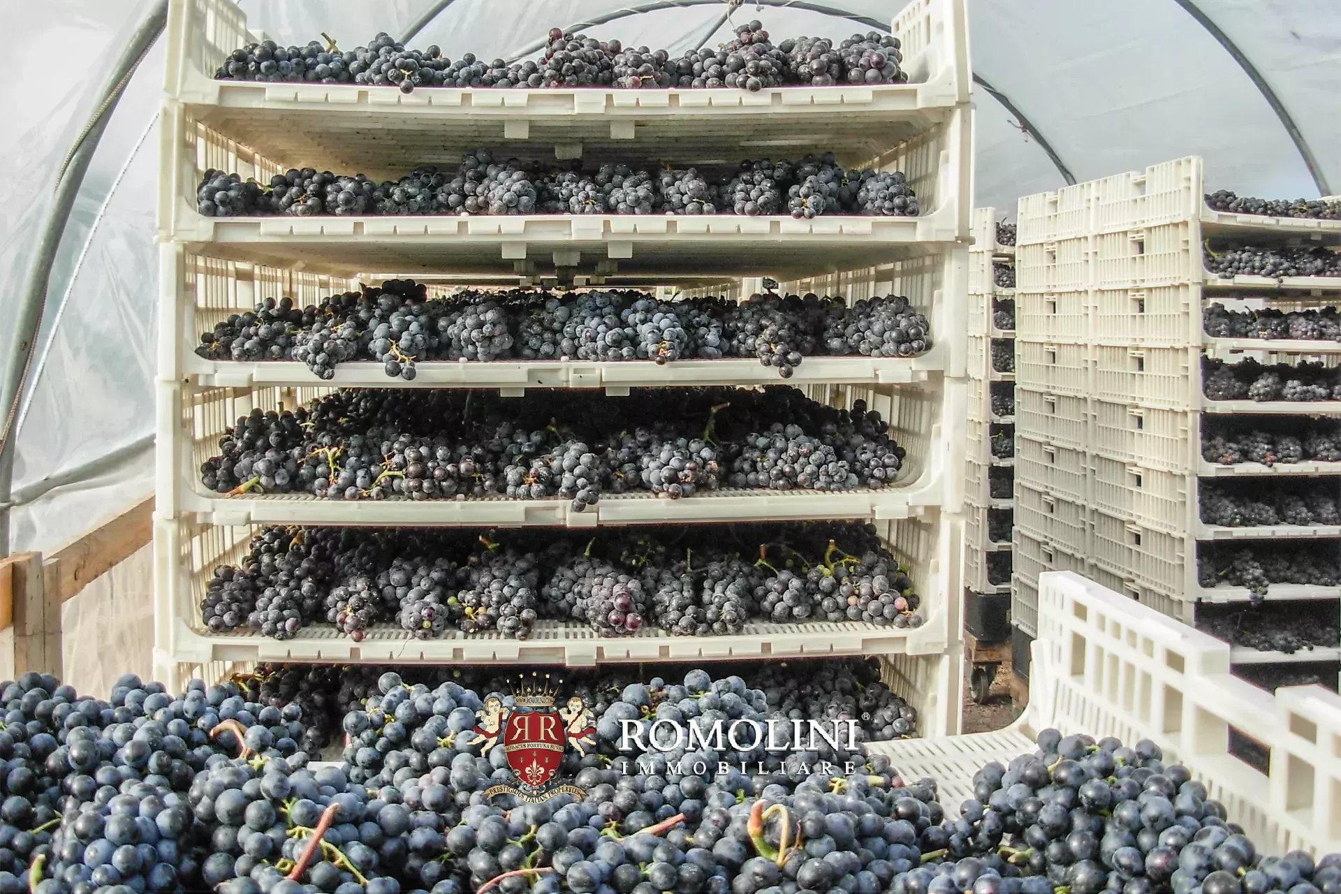 Vineyard's Image 35