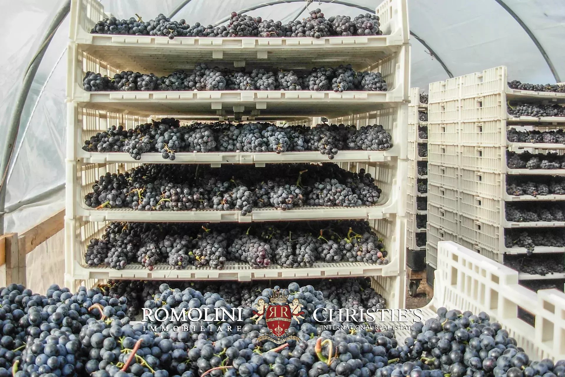 Vineyard's Image 35