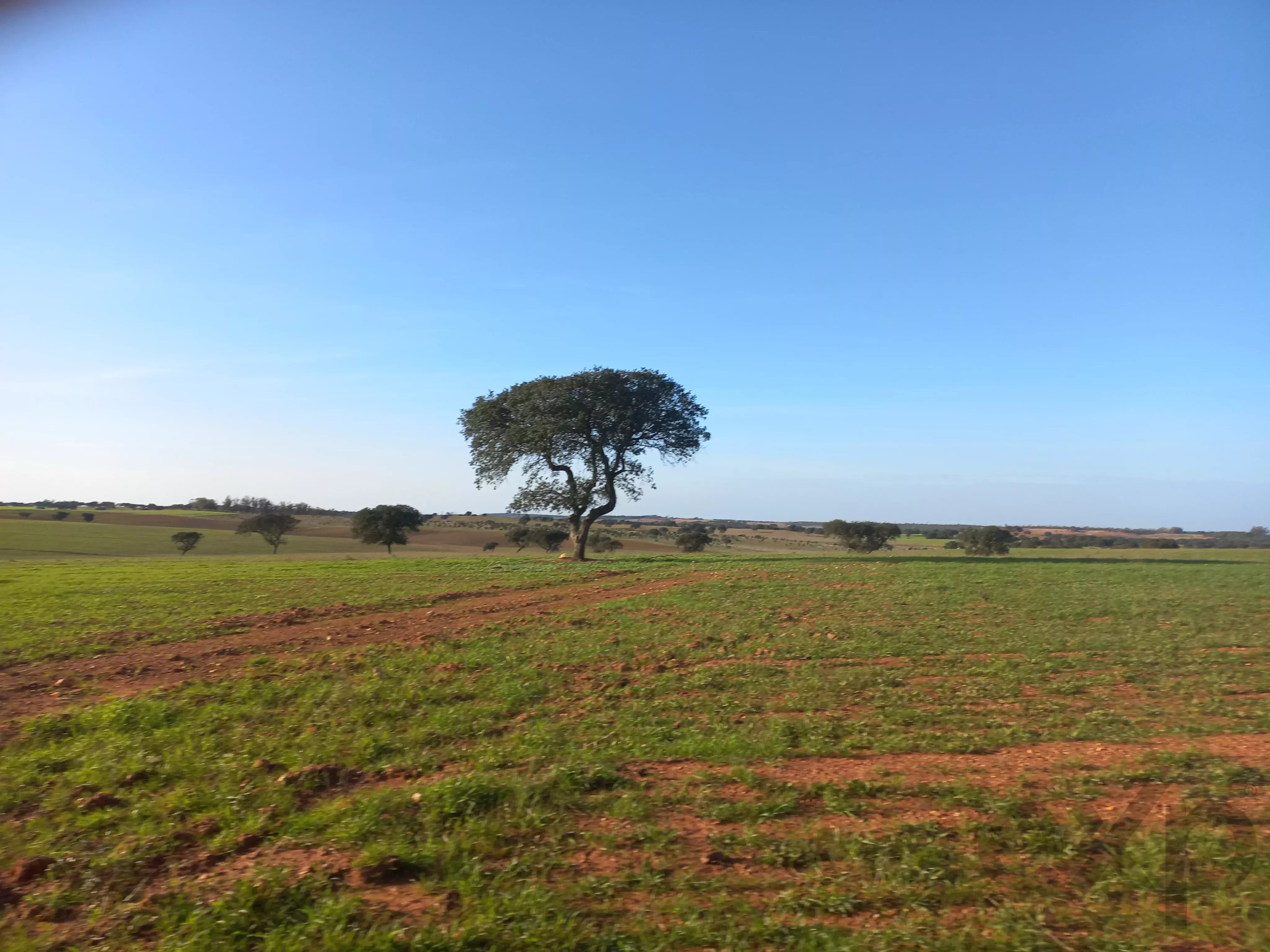 Herdade para Gado -Baixo Alentejo (Insurance for investors, funds and ICNF) 86742404 image 16