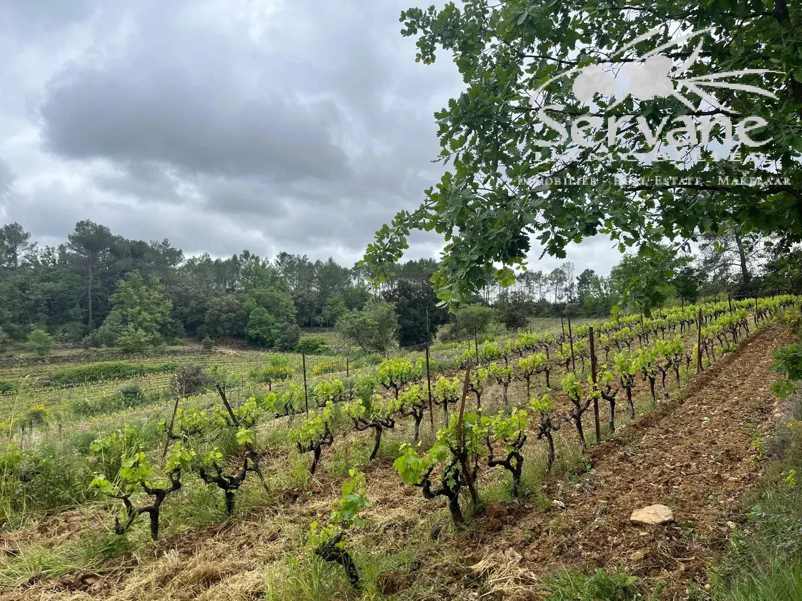 VINEYARD IN PROVENCE CLOSE TO COTIGNAC TO SELL