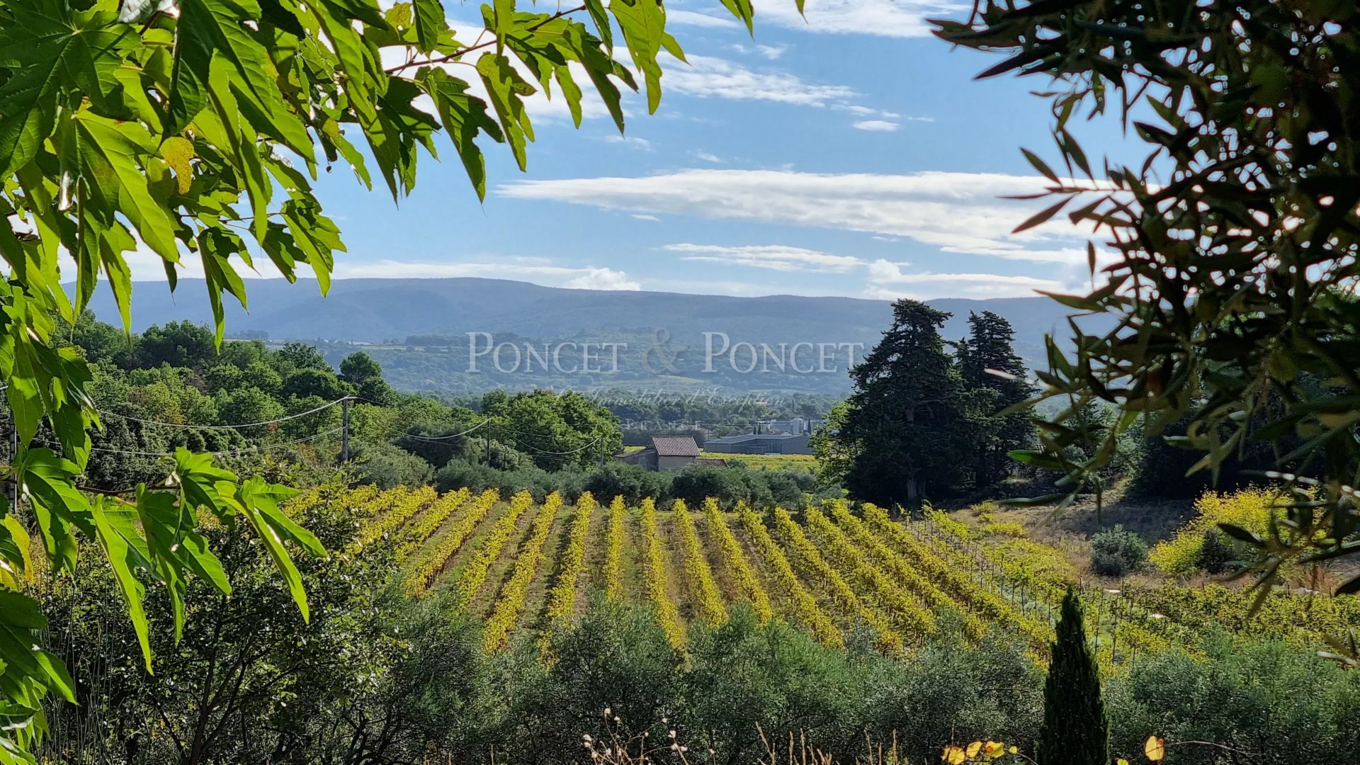Vineyard's Image 9