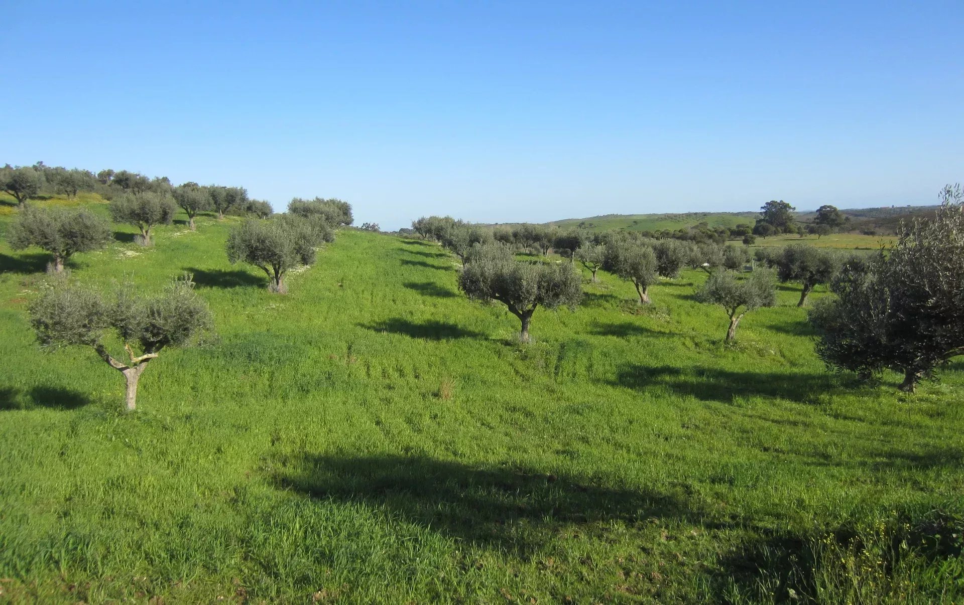 Herdade Cativante in Alentejo: A Tourist Investment with Immeasurable Potential 🌿✨ 86362095 image 59