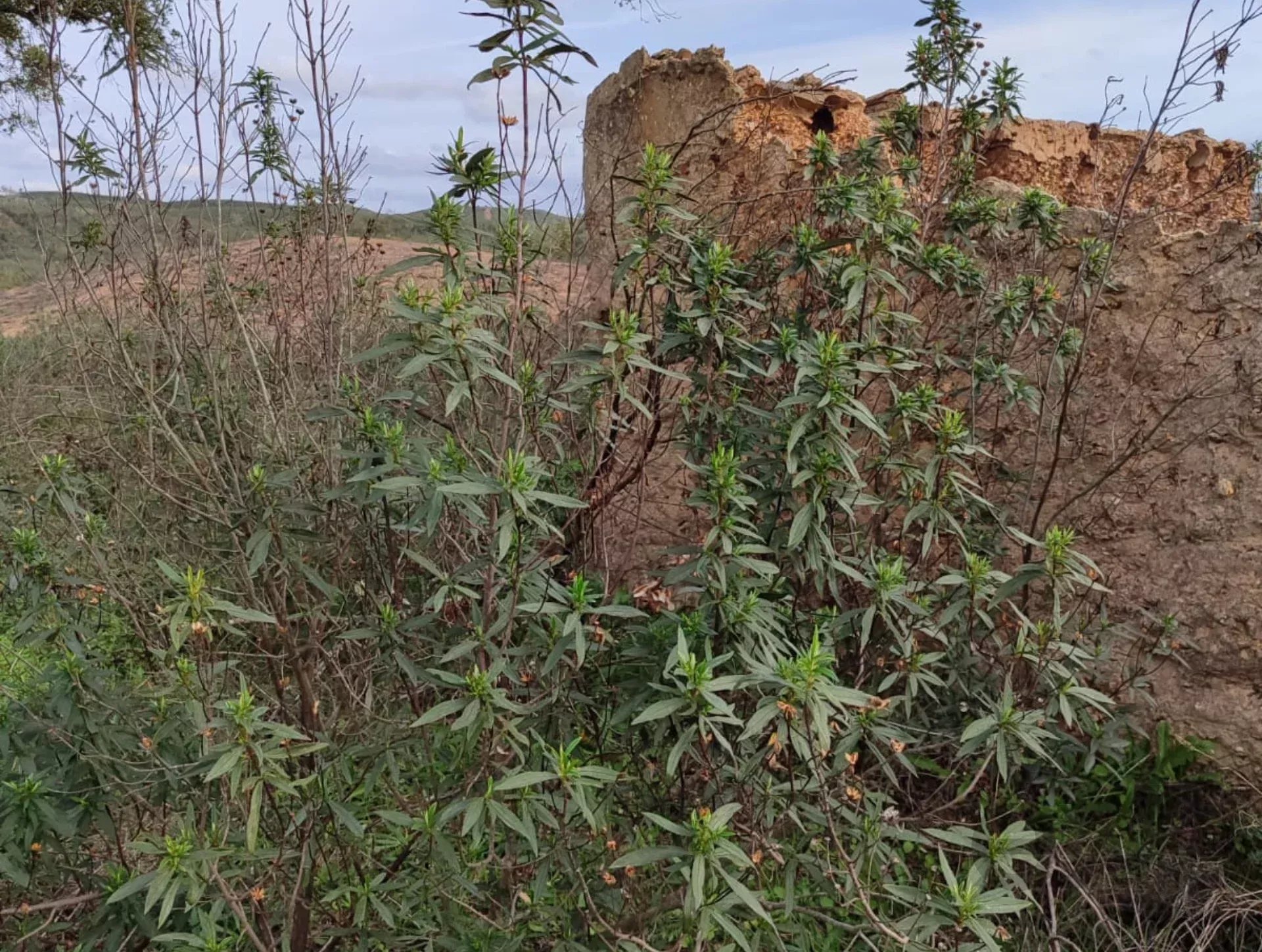 1.13 Hectares: Potential for Luxury Housing or Elite Tourist Project 8375-200 image 4