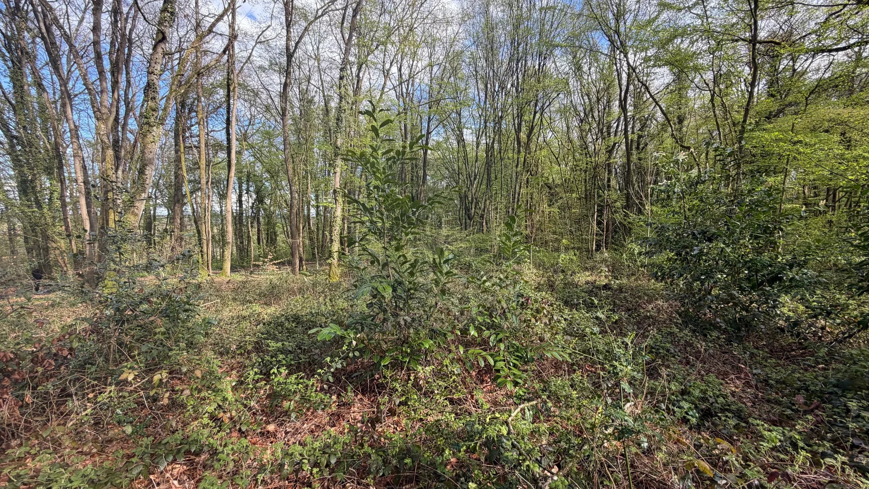 Agence immobilière de Agence l'Angelus de Barbizon