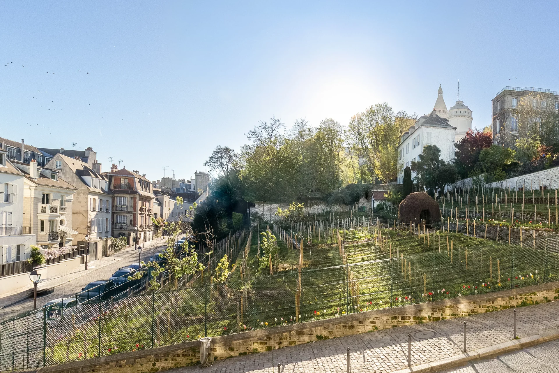 Paris 18e - VIGNES DE MONTMARTRE