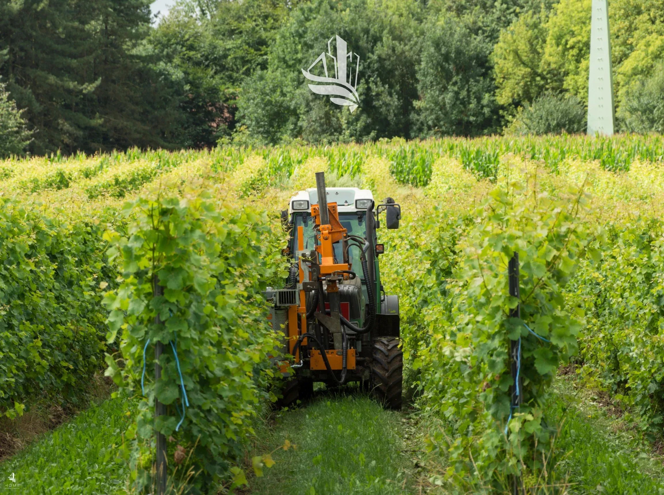 Auer: Bio-Obstwiese