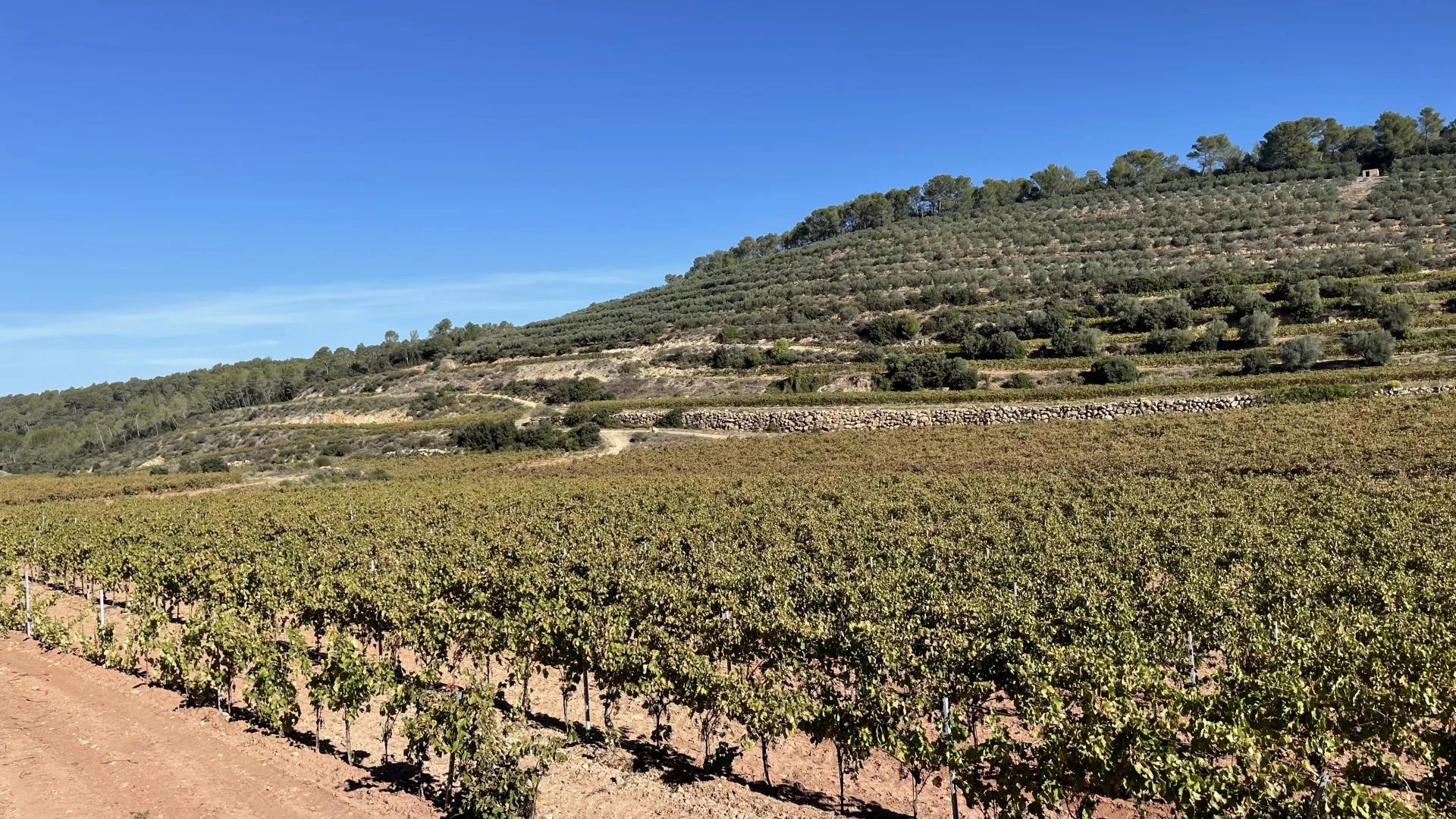Sale Vineyard property Le Thoronet