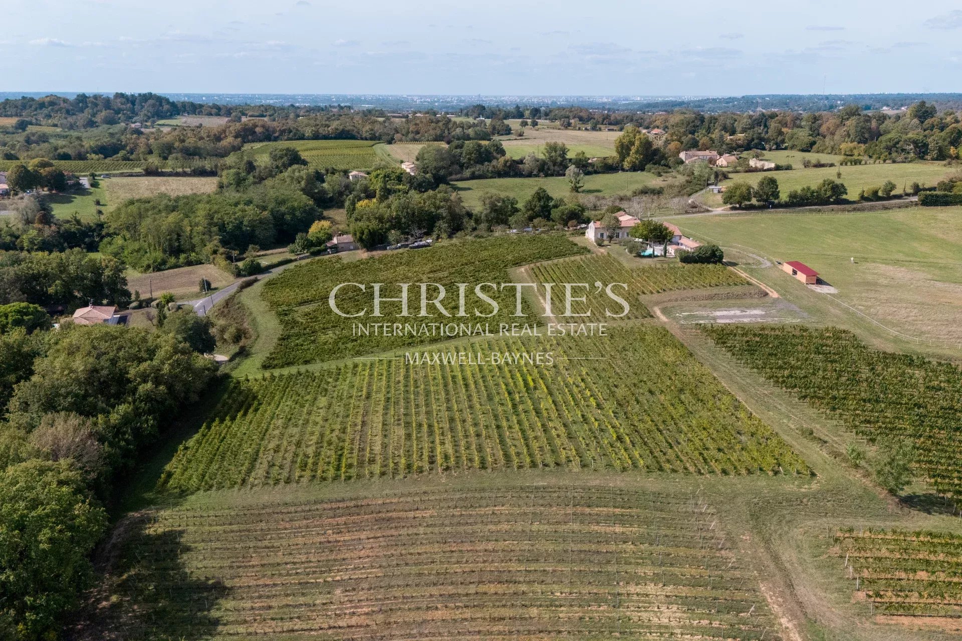 Vineyard's Image 20