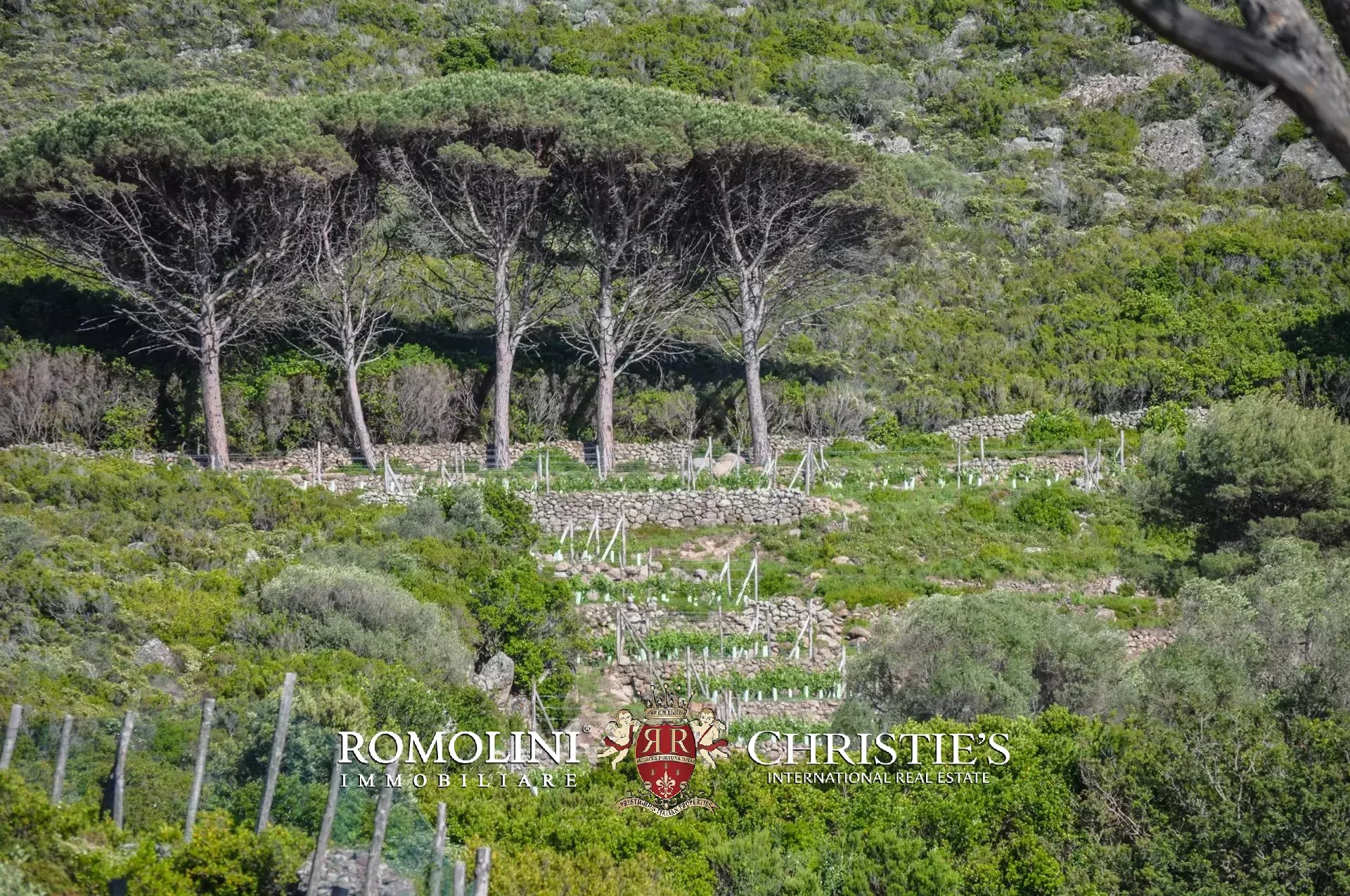 Vineyard's Image 22