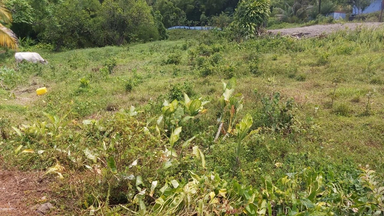 Vente Terrain constructible Basse-Pointe