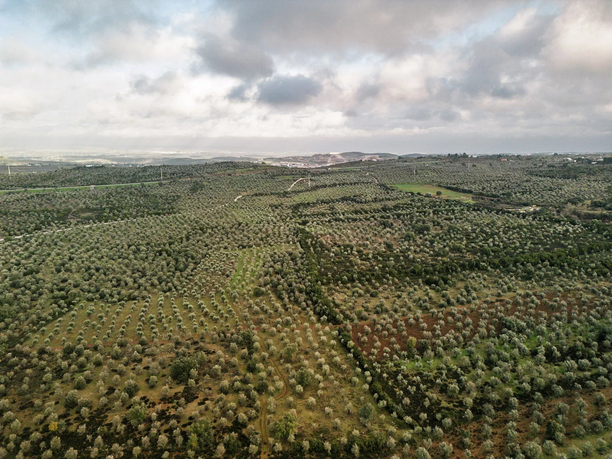 Where Africa meets Alentejo: 5.54ha approved for 200-bed eco resort, next to Europe's only elephant sanctuary 7150-099 image 7