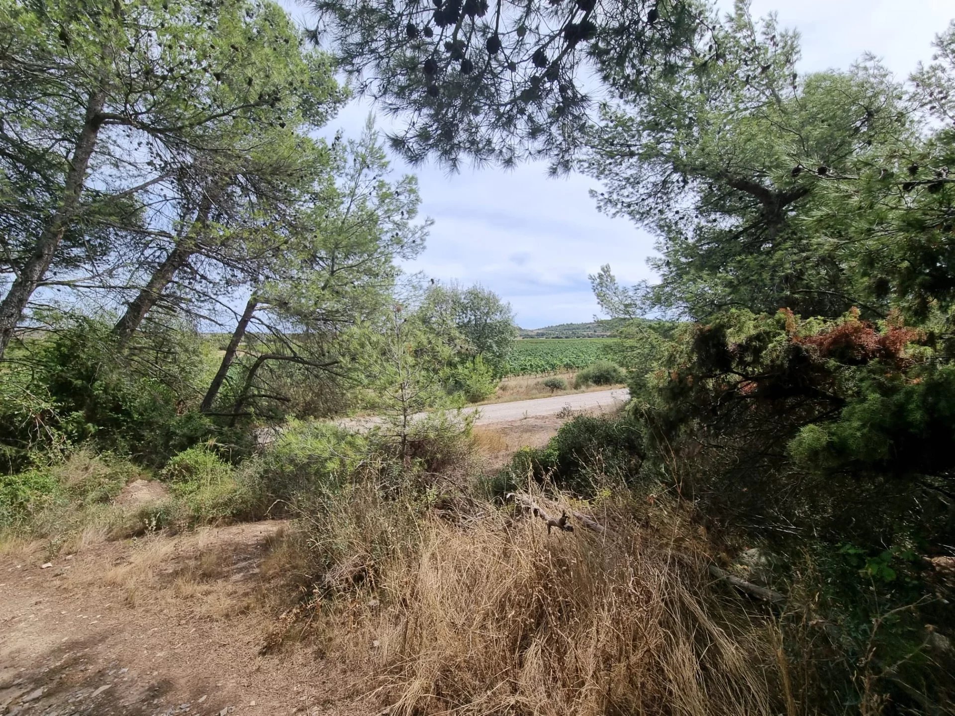 Vente Terrain constructible Pouzols-Minervois