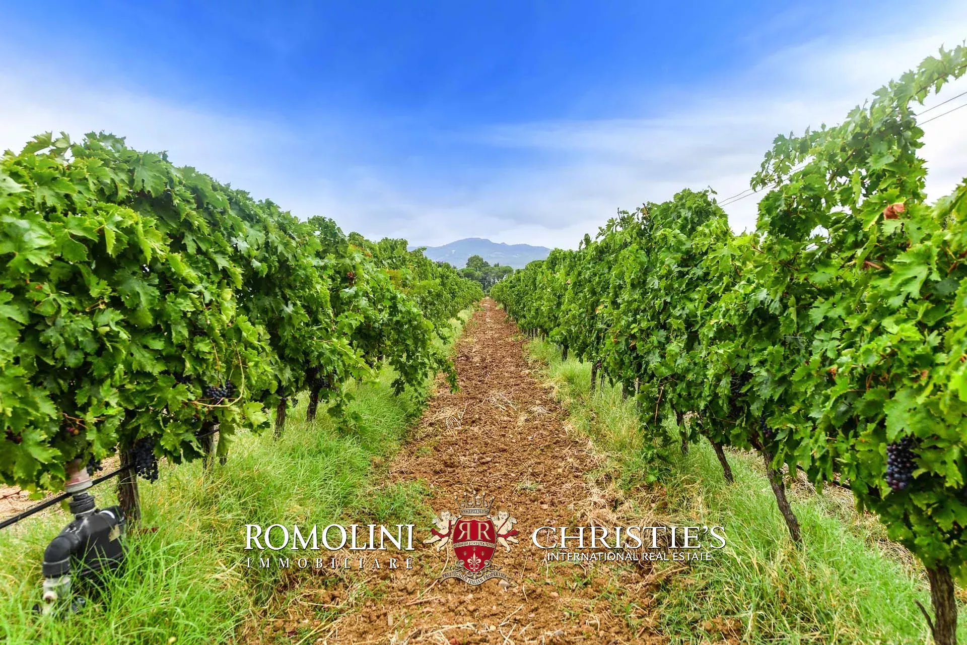 5 Bedroom Vineyard's Image 6