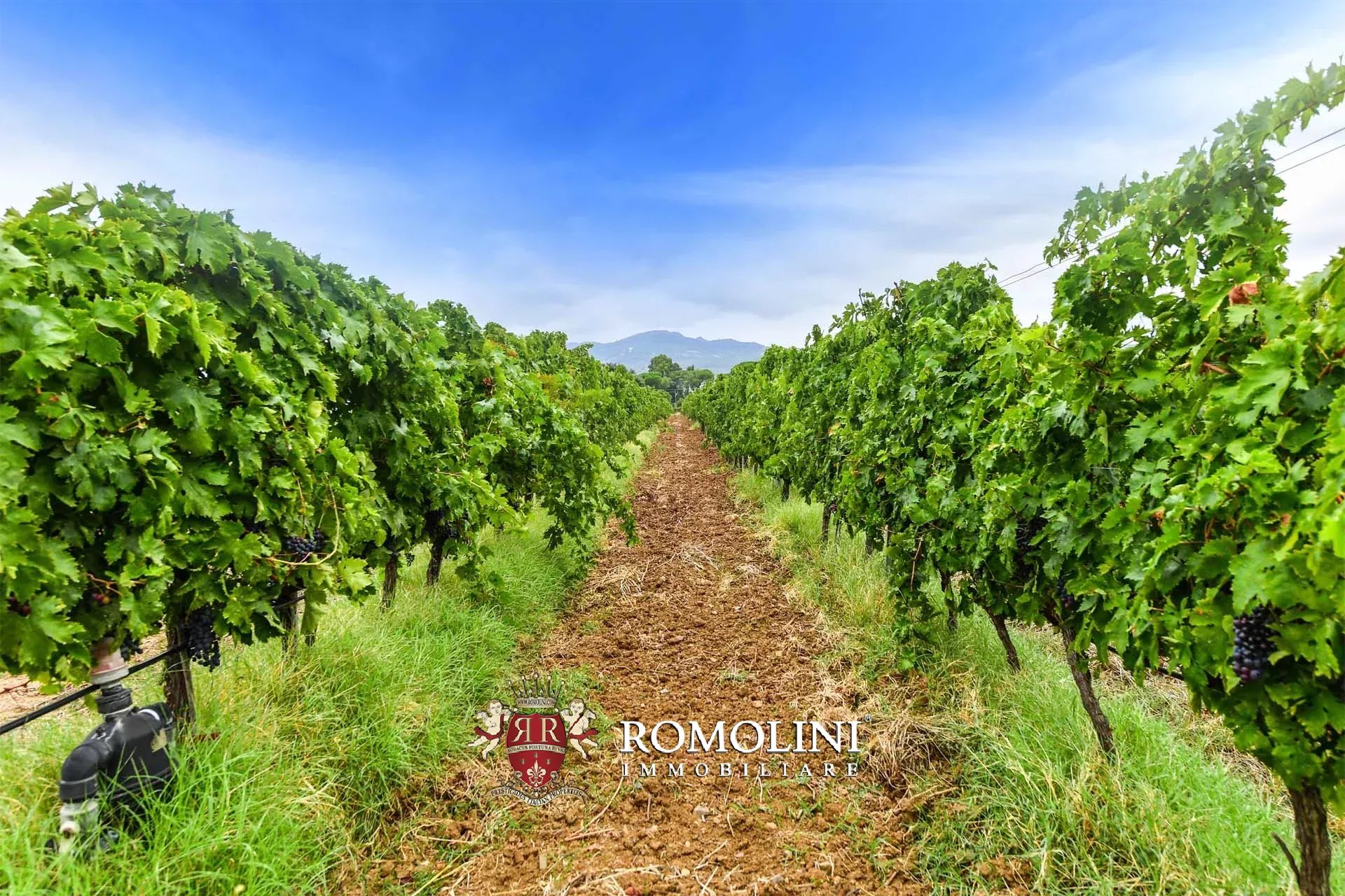 5 Bedroom Vineyard's Image 6