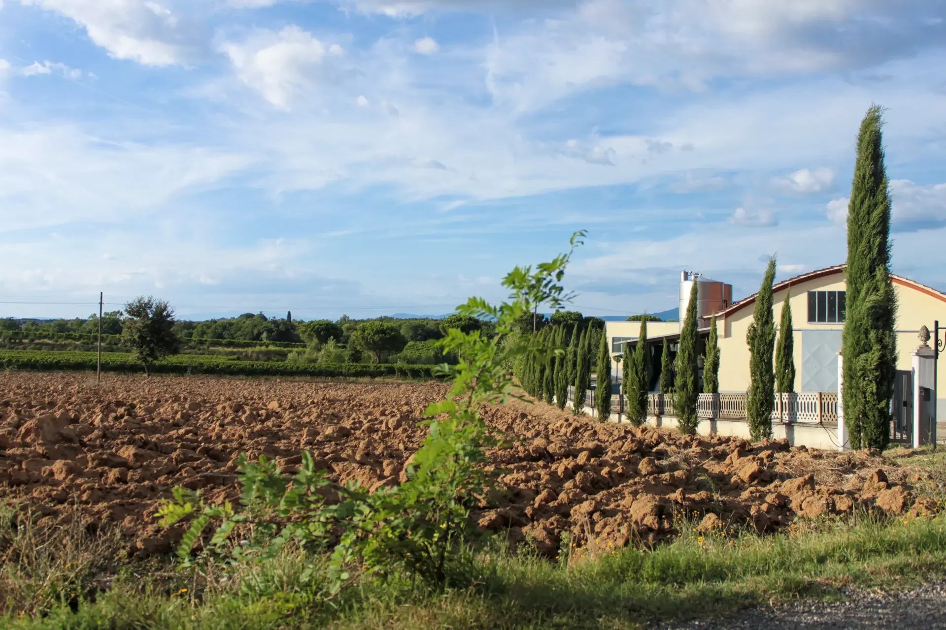  TENUTA VINICOLA CON VIGNETO CORTONA DOC IN VENDITA IN TOSCANA