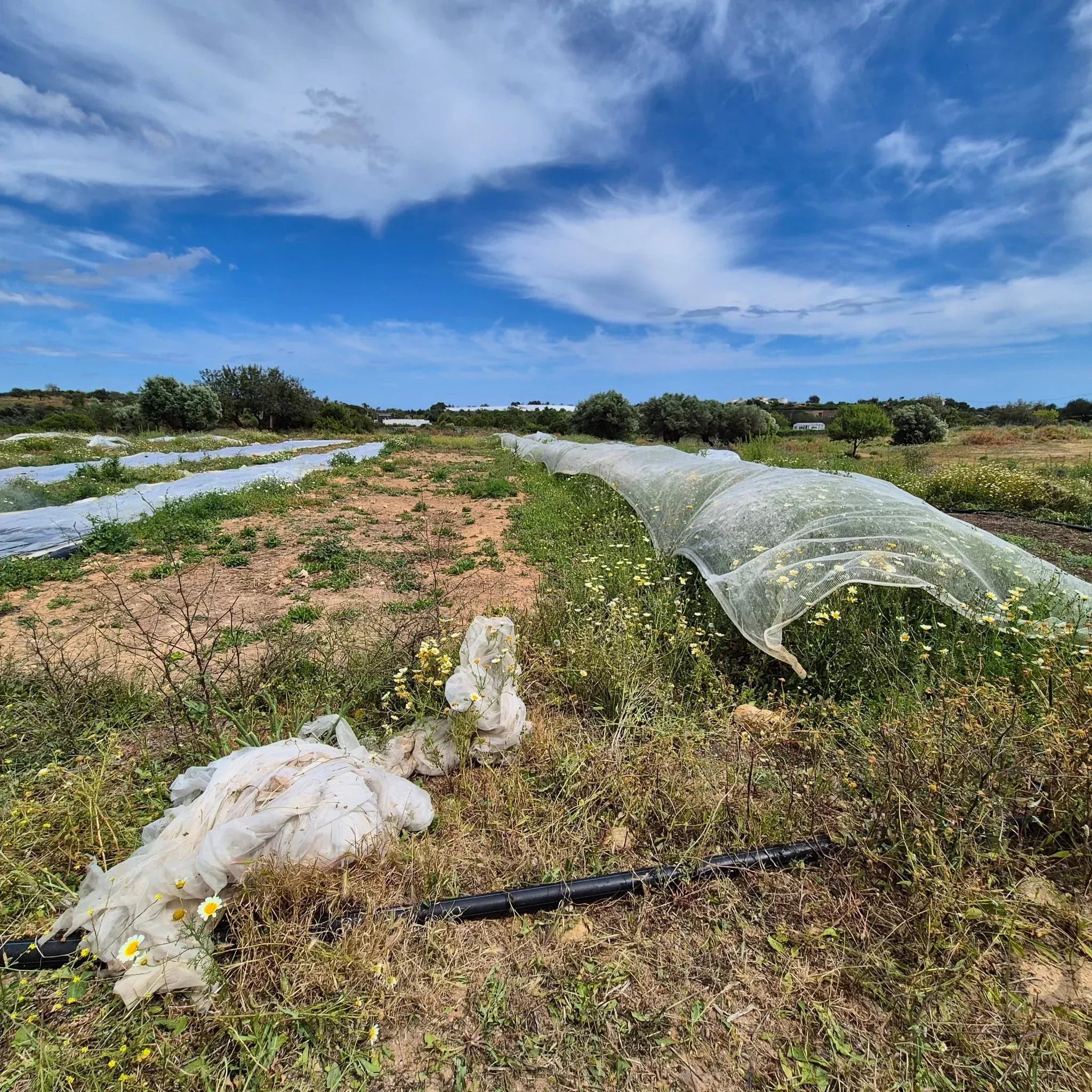 Rustic Land in Vale da Mó – Faro | 16,170 m² 86940753 image 4