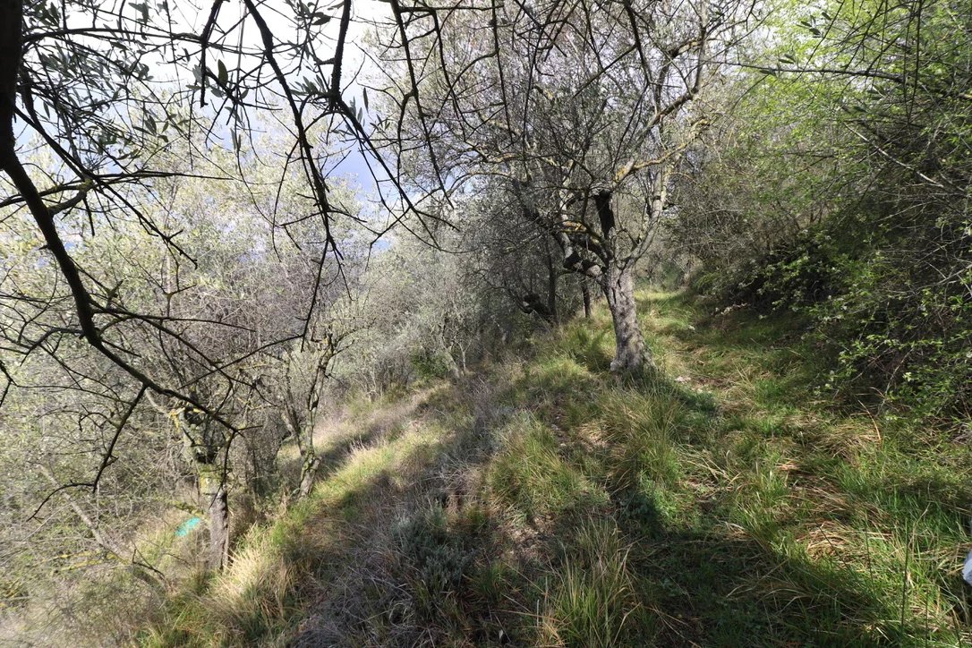 Leisure land of 1,985m2 with many olive trees.