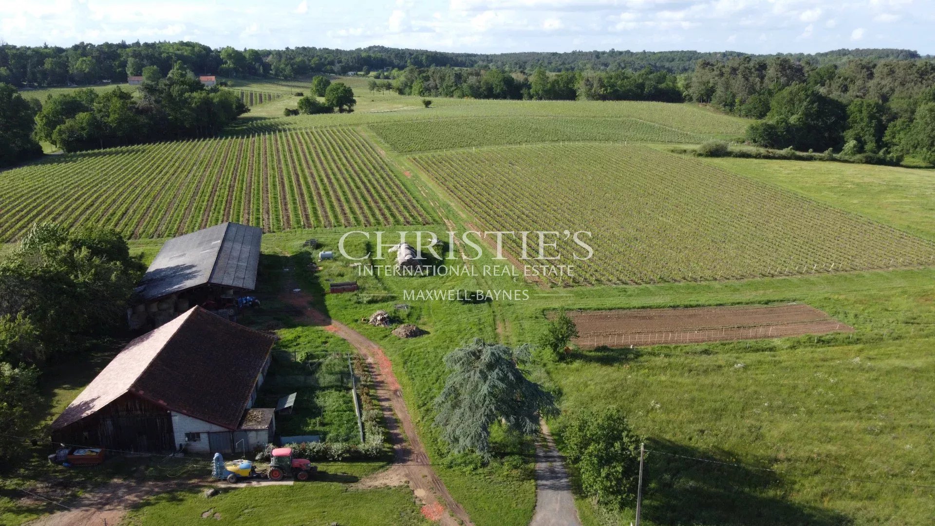 Vineyard's Image 6