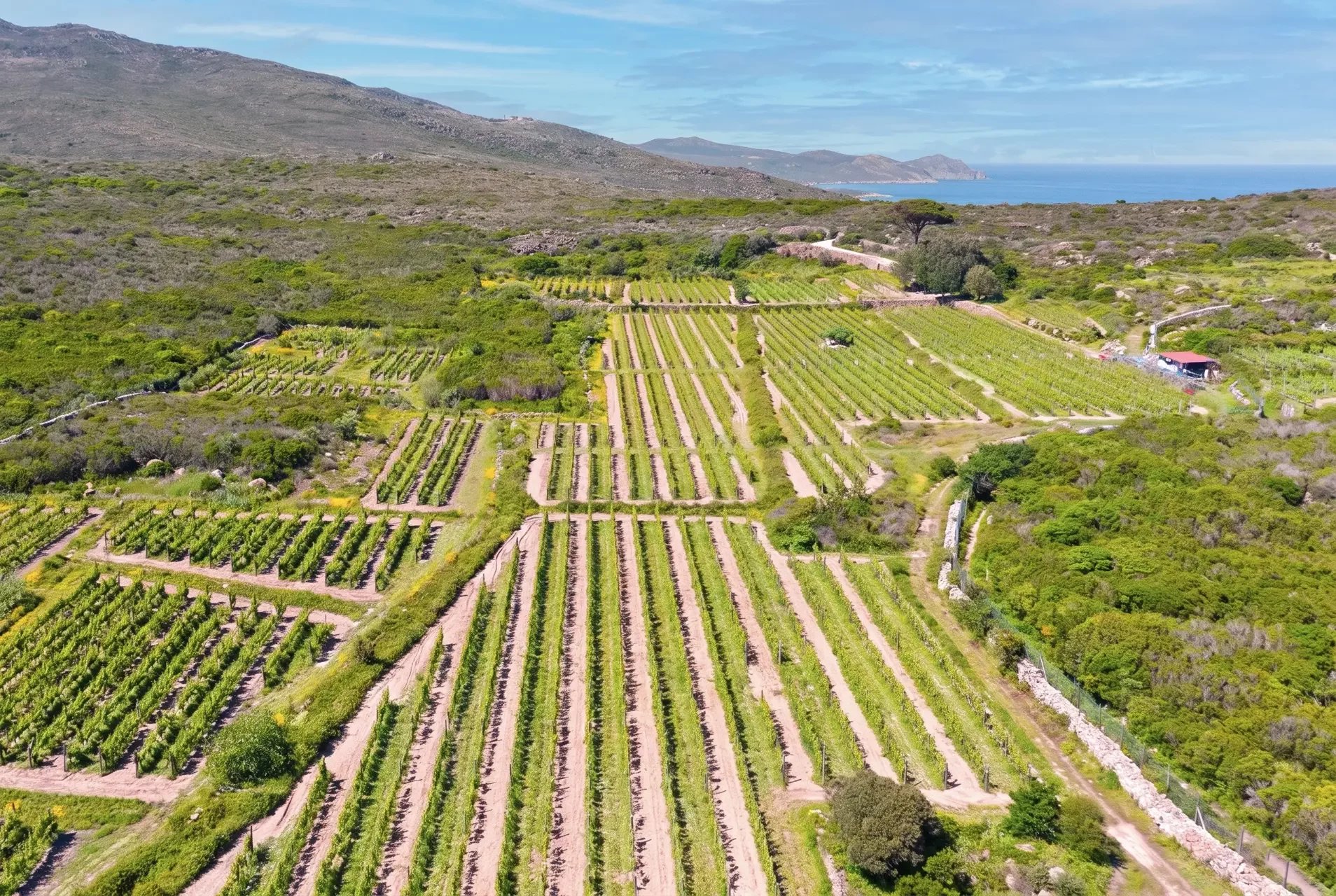  AZIENDA VITIVINICOLA VISTA MARE IN VENDITA A CAPRAIA, ARCIPELAGO TOSCANO