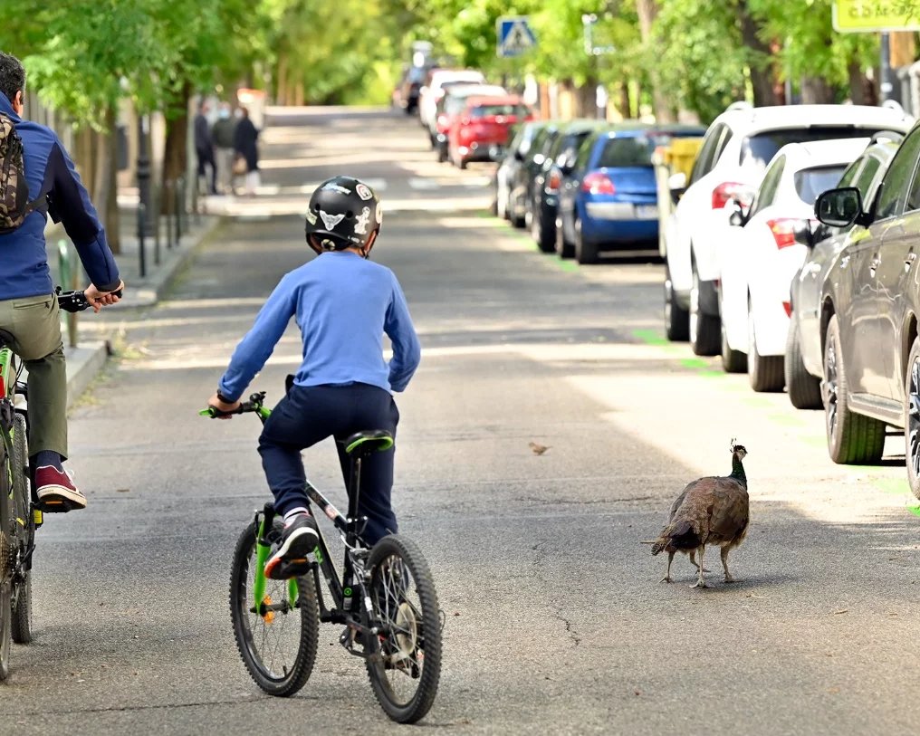 Ev Madrid - picture 6