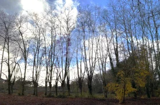 Agence immobilière de L'Immobilière des vignes