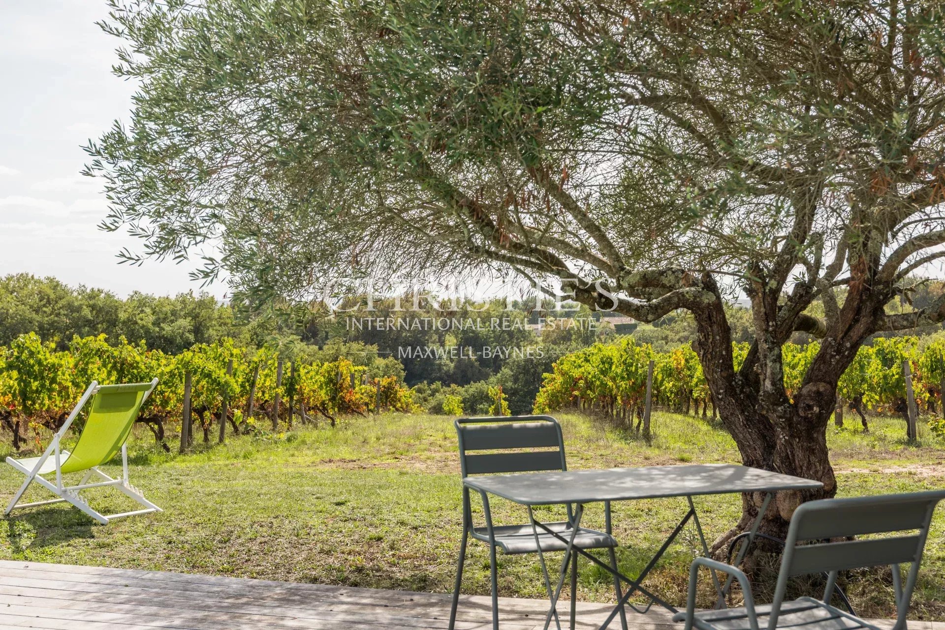 Vineyard's Image 3