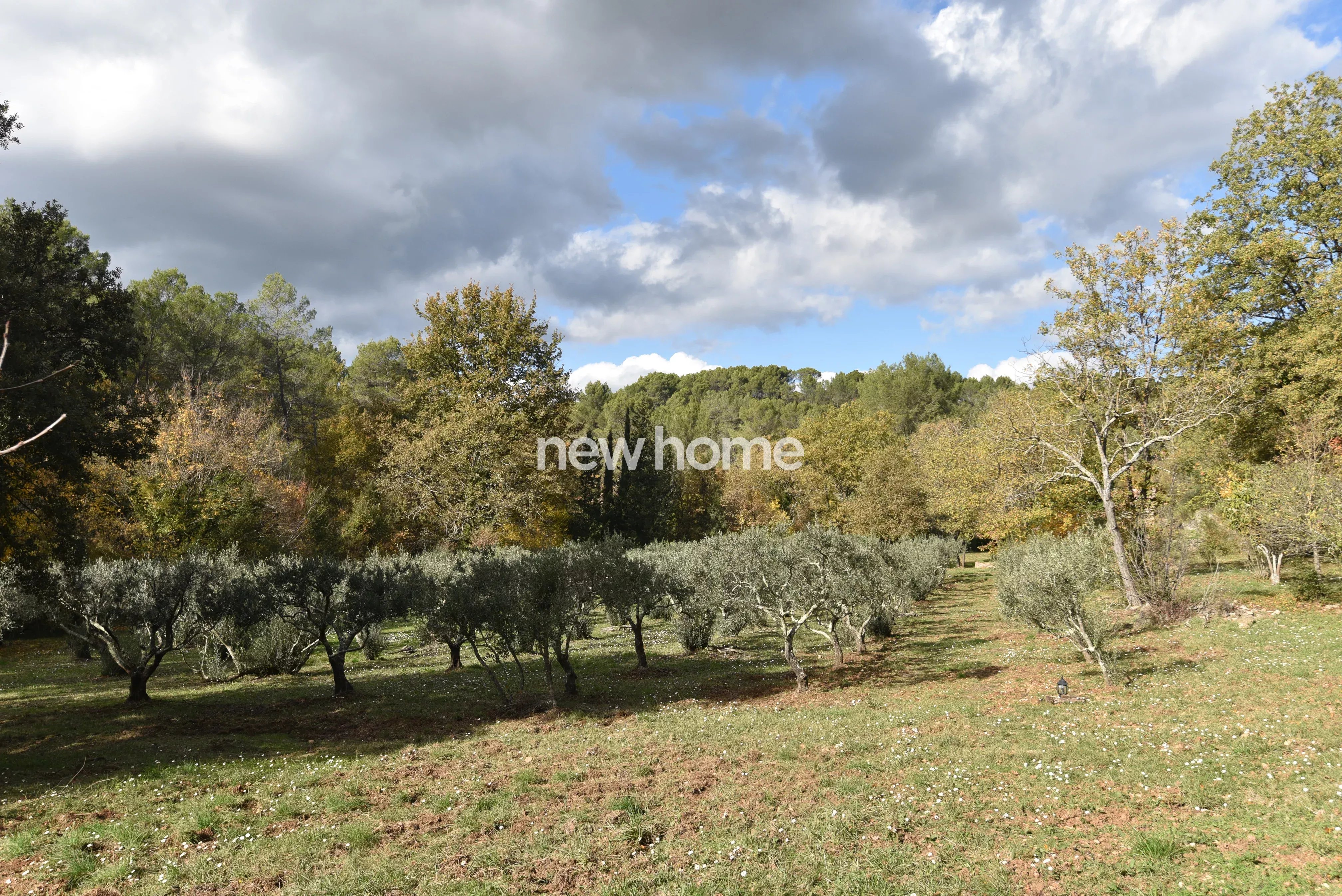 Belle propriété avec des oliviers et gîte indépendant