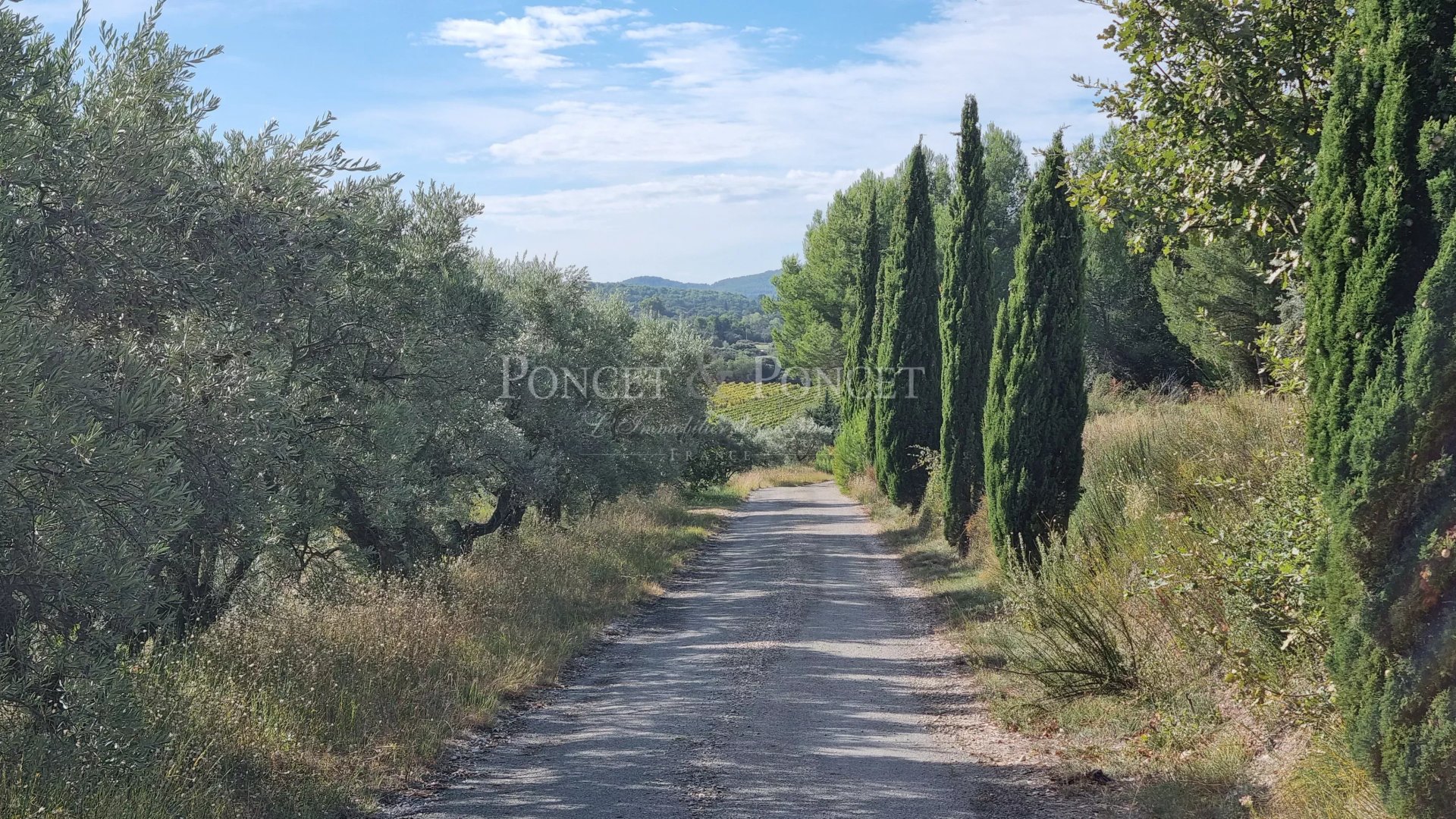 Vineyard's Image 4