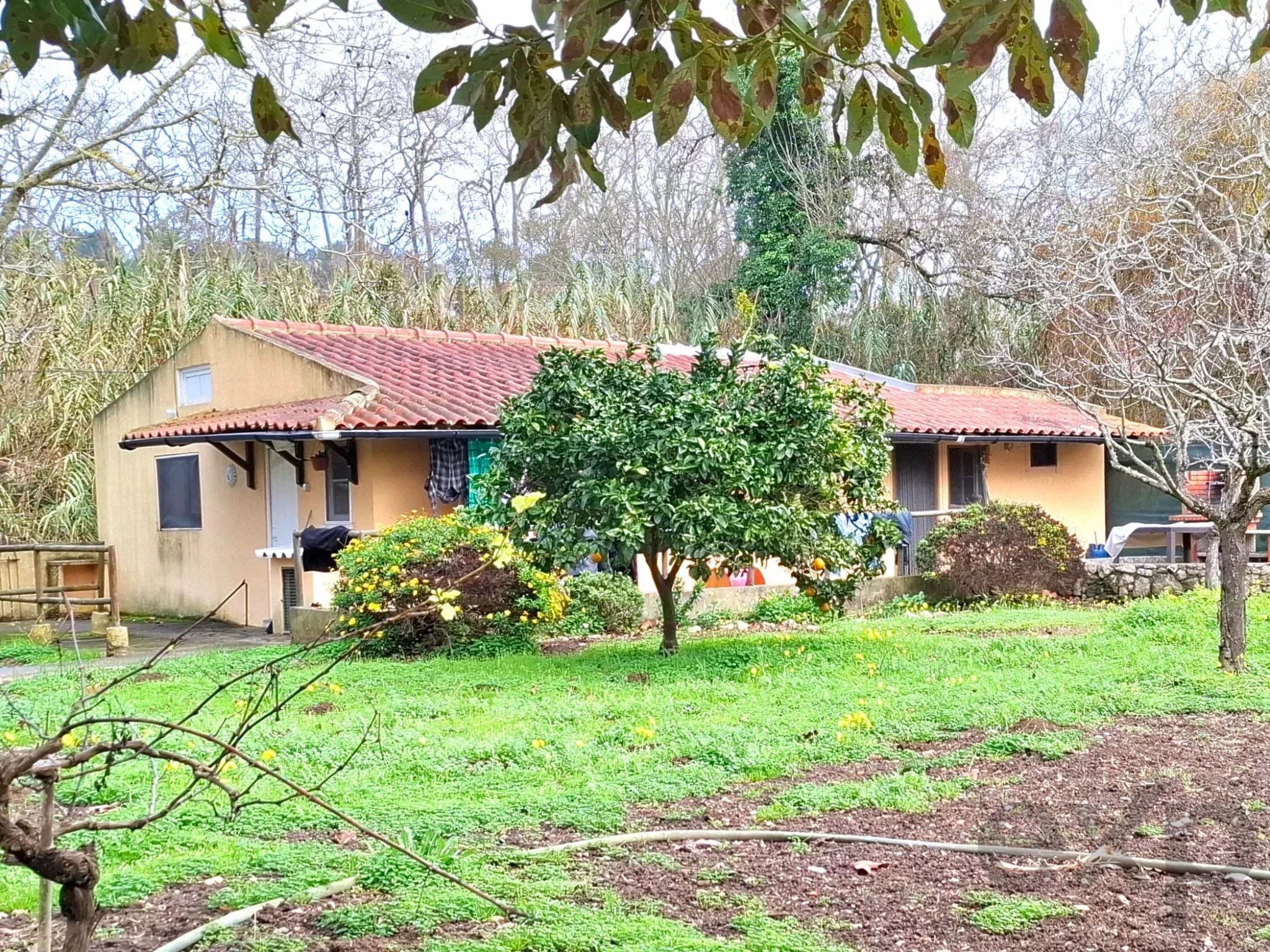 Sintra , Colares - Small farm with dream house 86819090 image 4