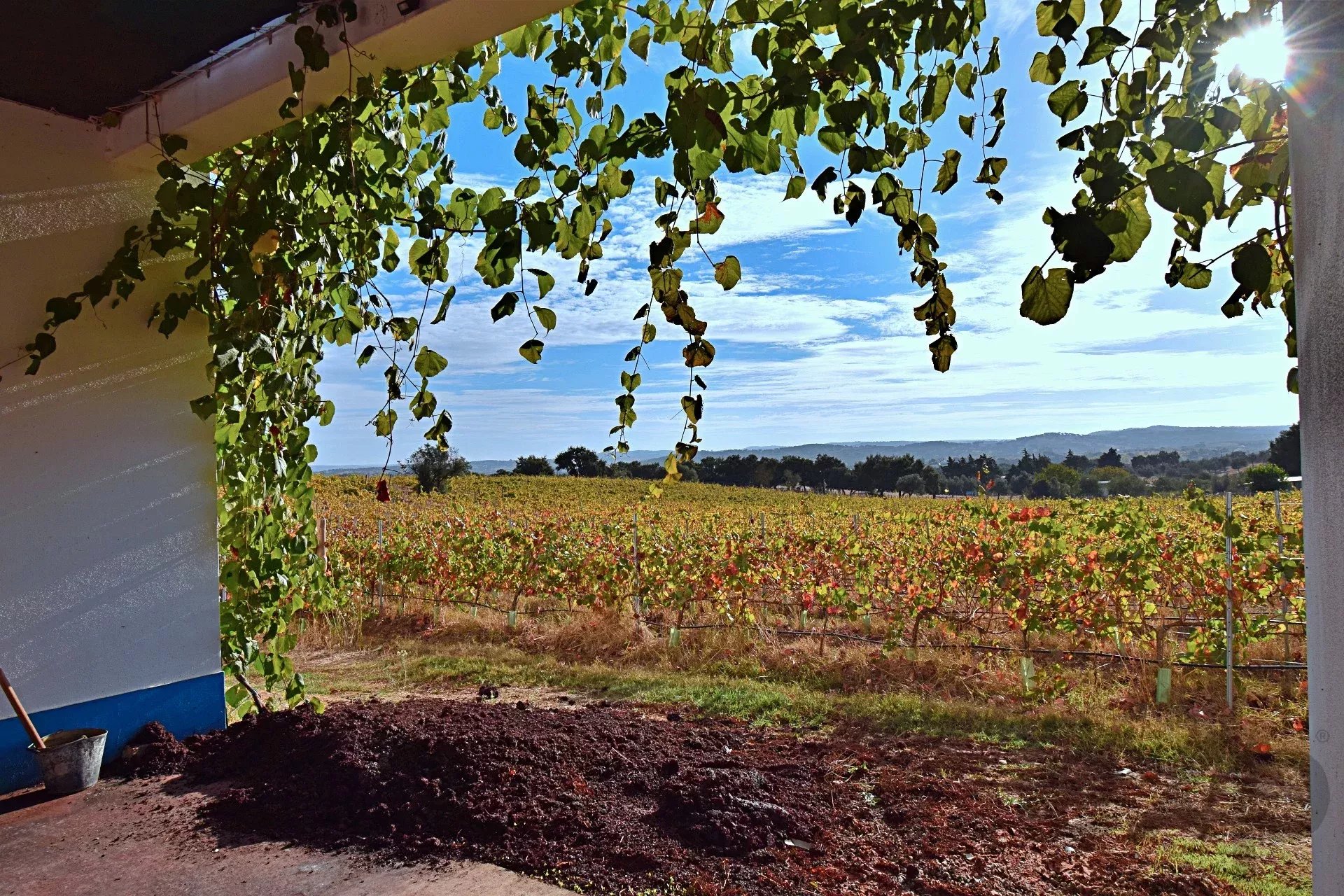 Prestigious Wine Estate – DOC Alentejo Wine Production 7050-000 image 12