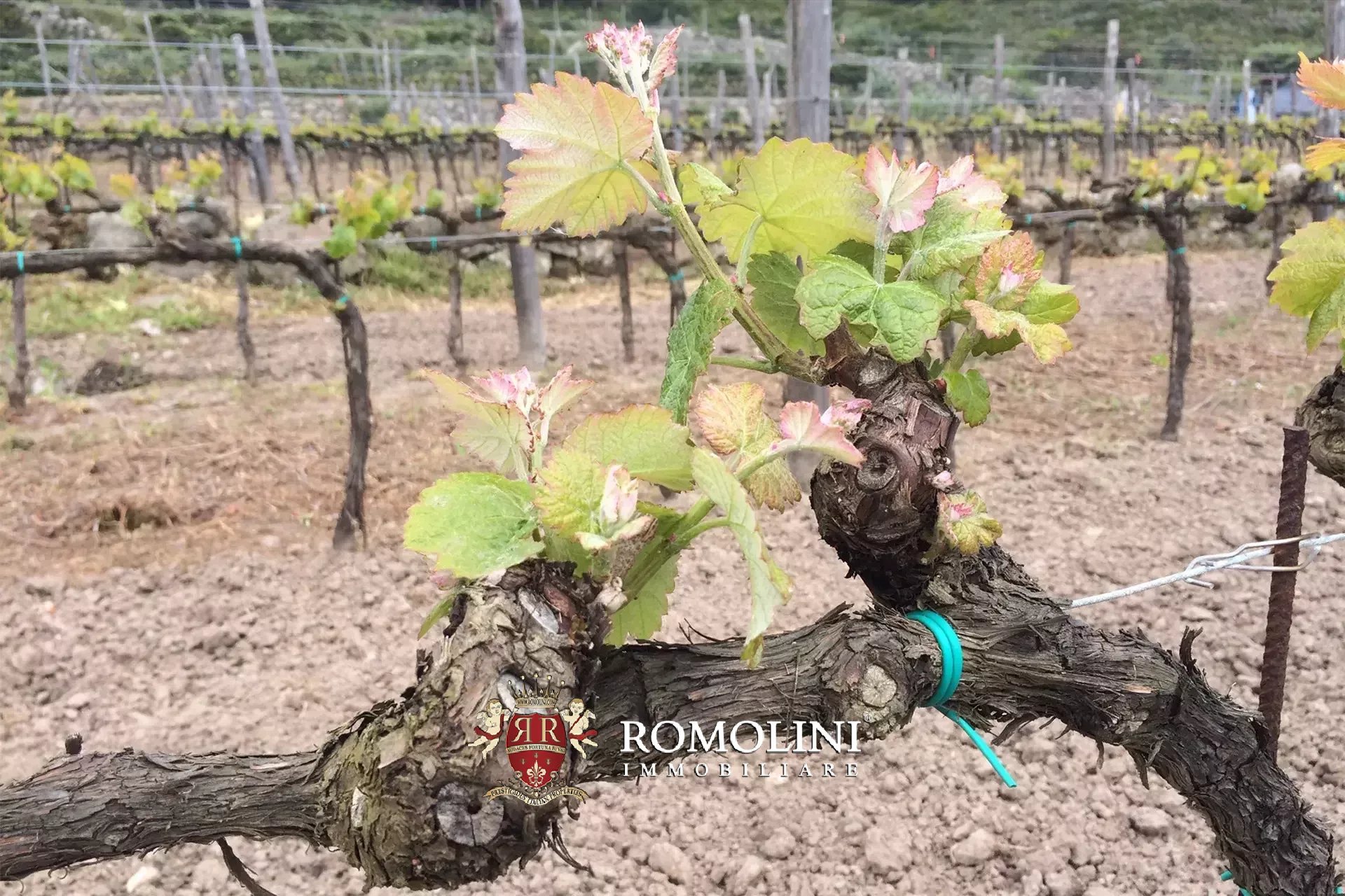 Vineyard's Image 24