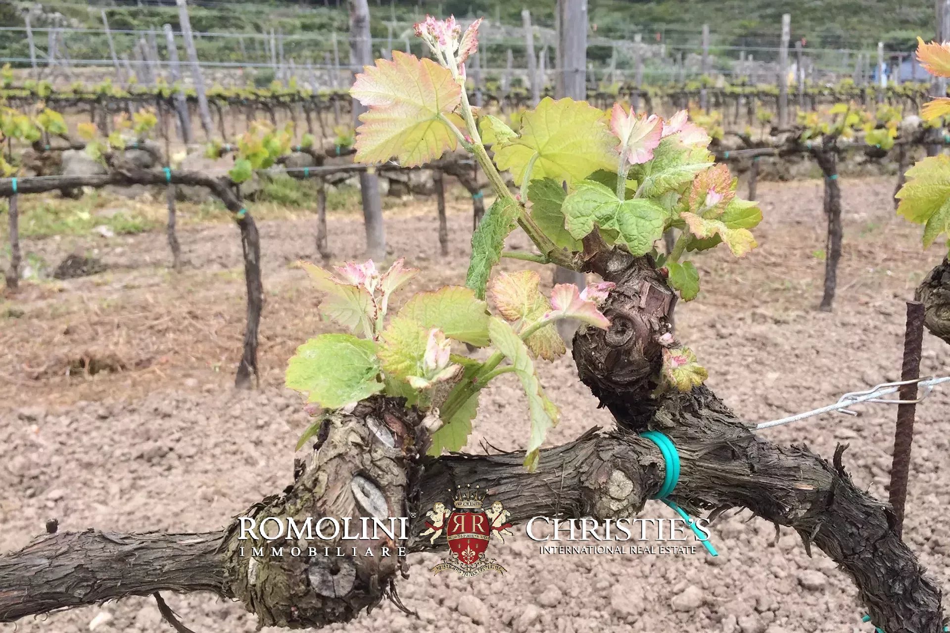 Vineyard's Image 24