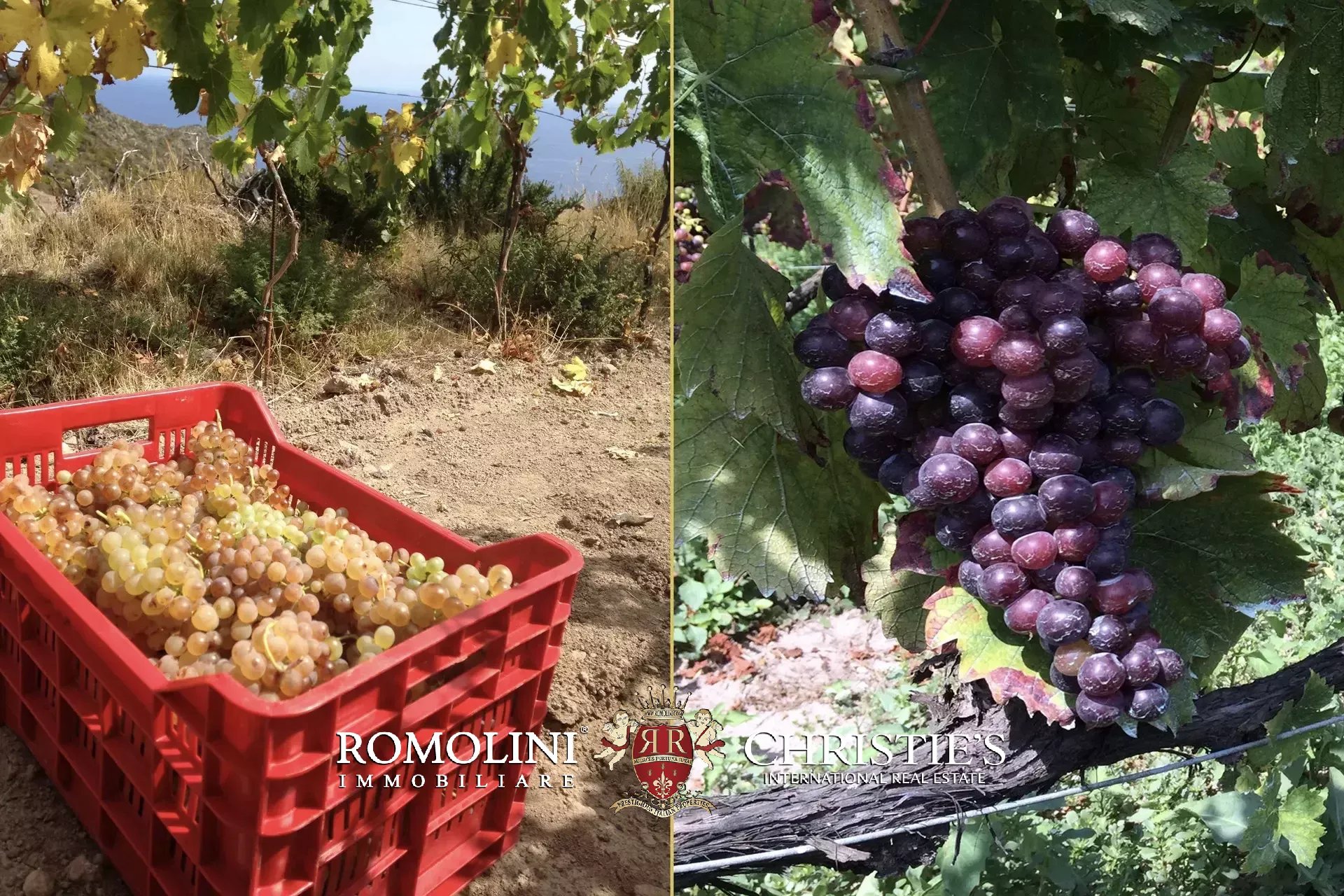 Vineyard's Image 33