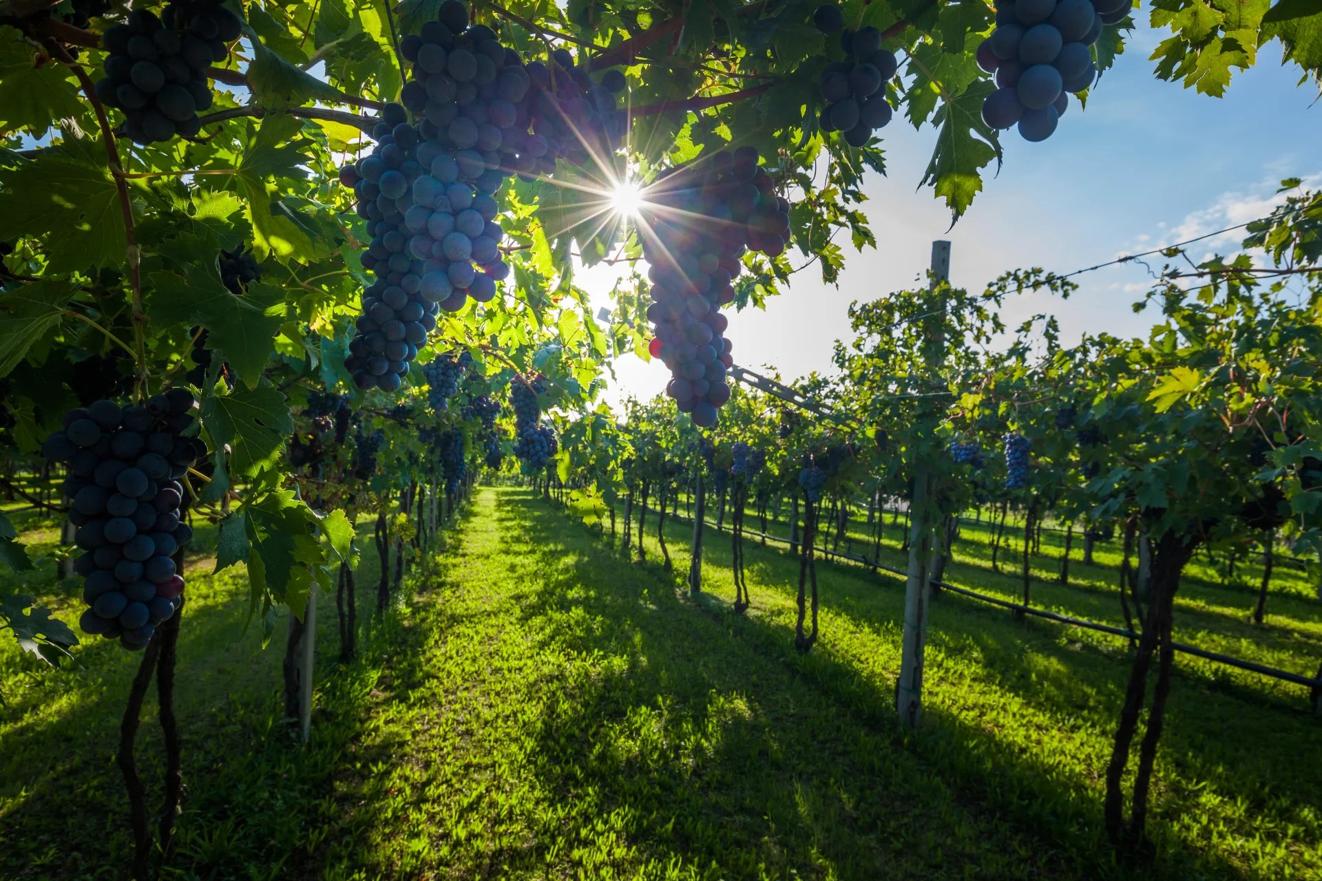 country,sunrise,seedless,vino,grapevine,fruit,rural,tuscany,sun,summer,agriculture,growing,vineyard,napa,farm,ripe,california,colored,tradition,winery,vine,italy,redding,sangiovese,harvest,green,grow,