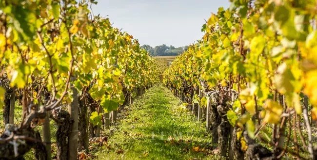 Autumn sunset on vineyards around Saint-Emilion with hills grapes and trees in Medoc region near Bordeaux France.