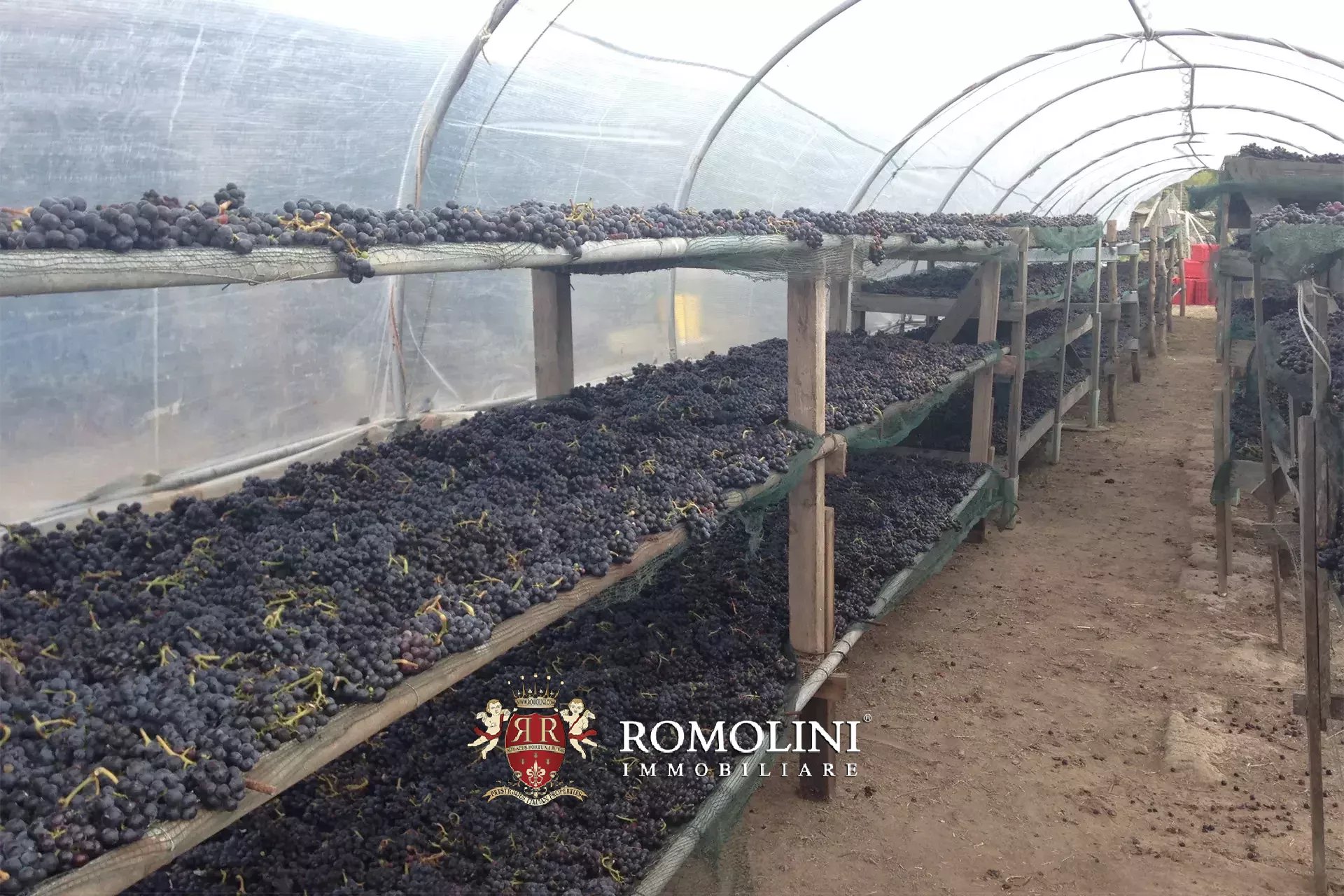 Vineyard's Image 38
