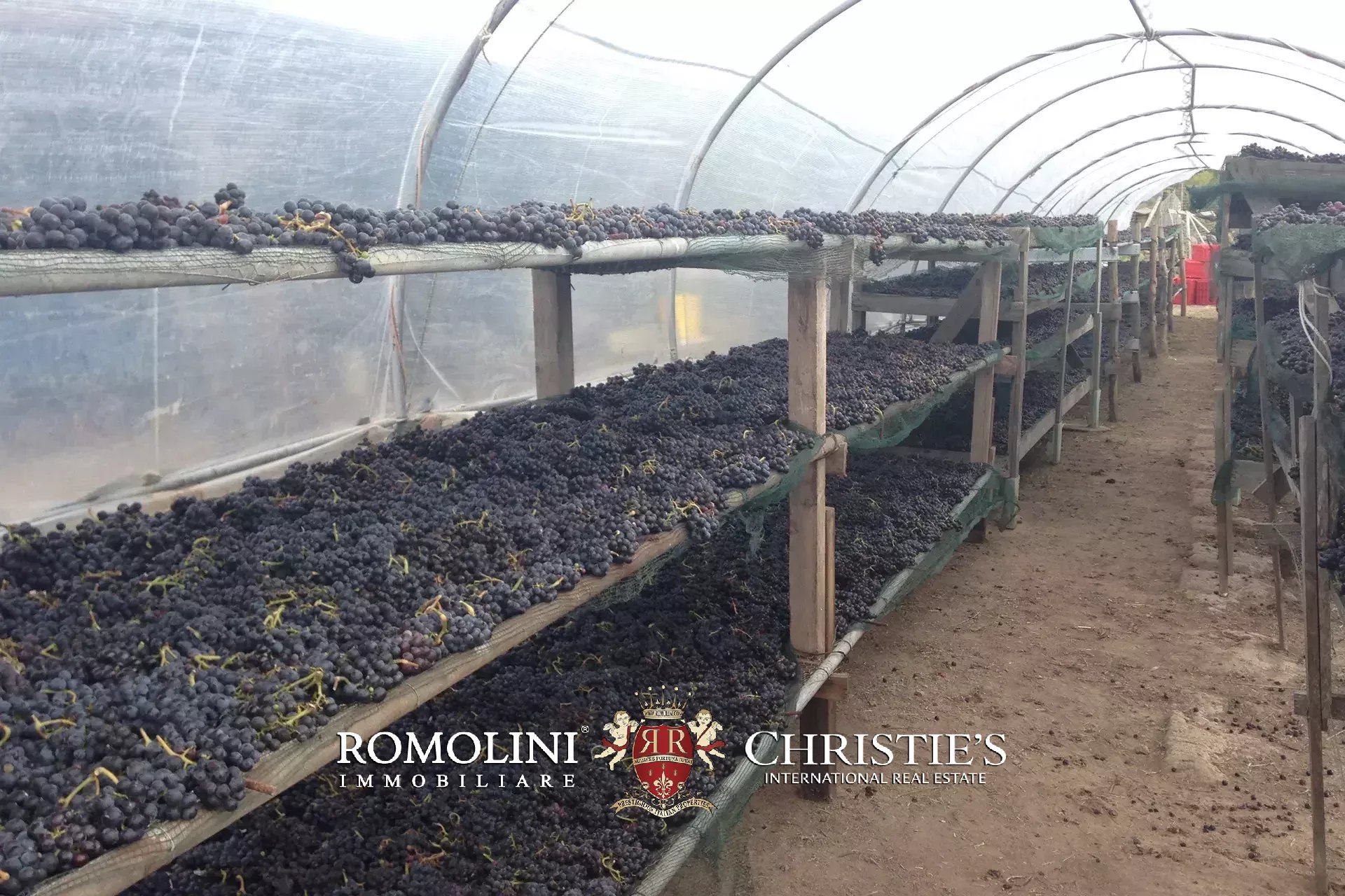 Vineyard's Image 38