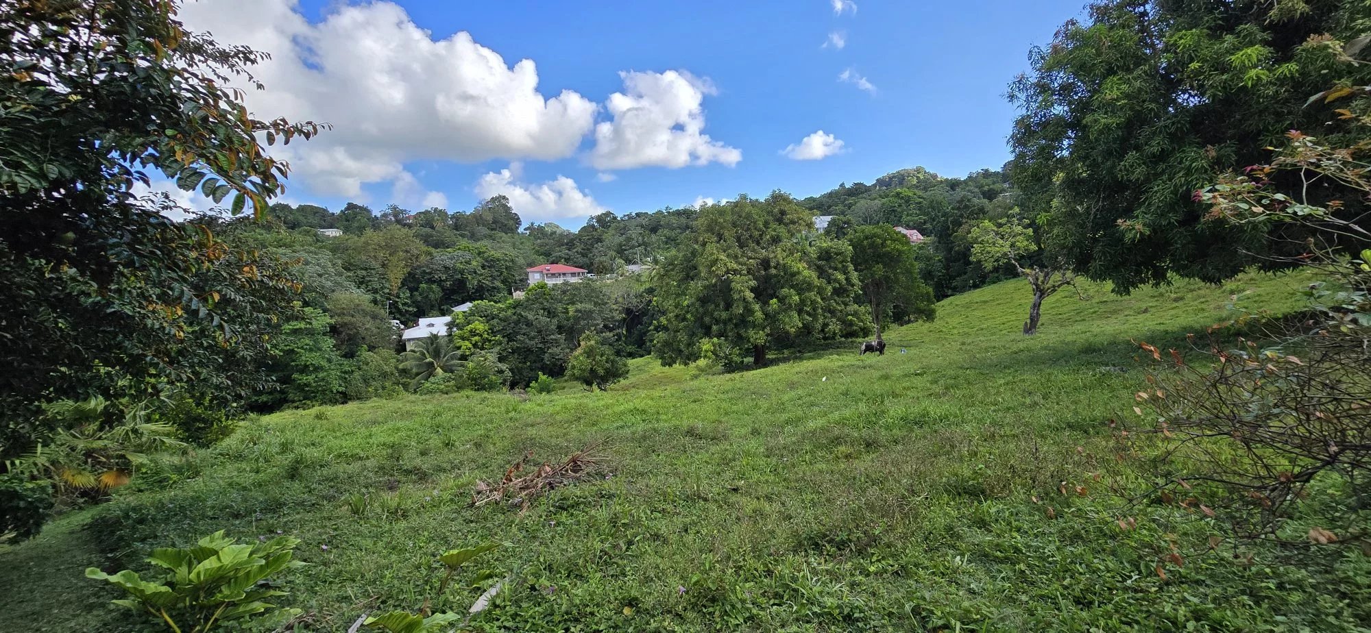 Terrain constructible de 2 209 m² à vendre – Fonds Brûlé, Le Robert — photo 5