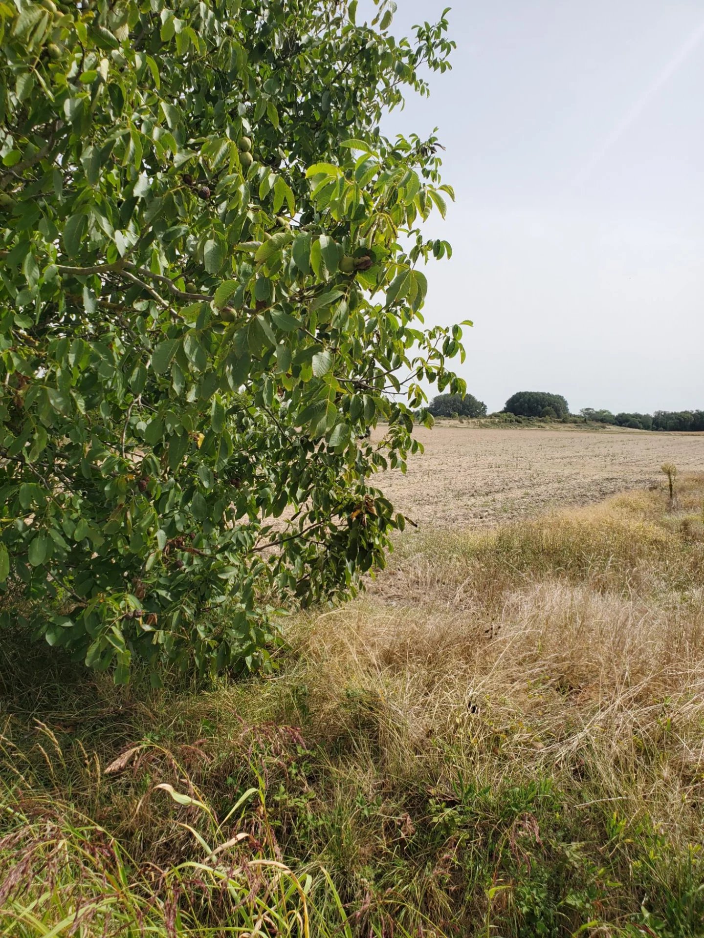Vente Terrain Meschers-sur-Gironde